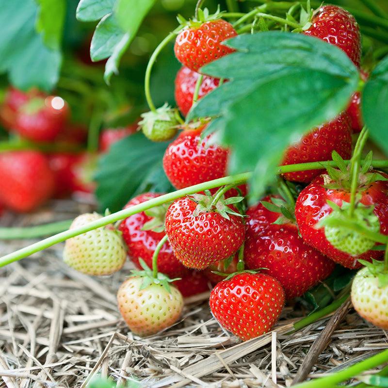 Quinault Strawberry Plants (Bundle of Approximately 25)