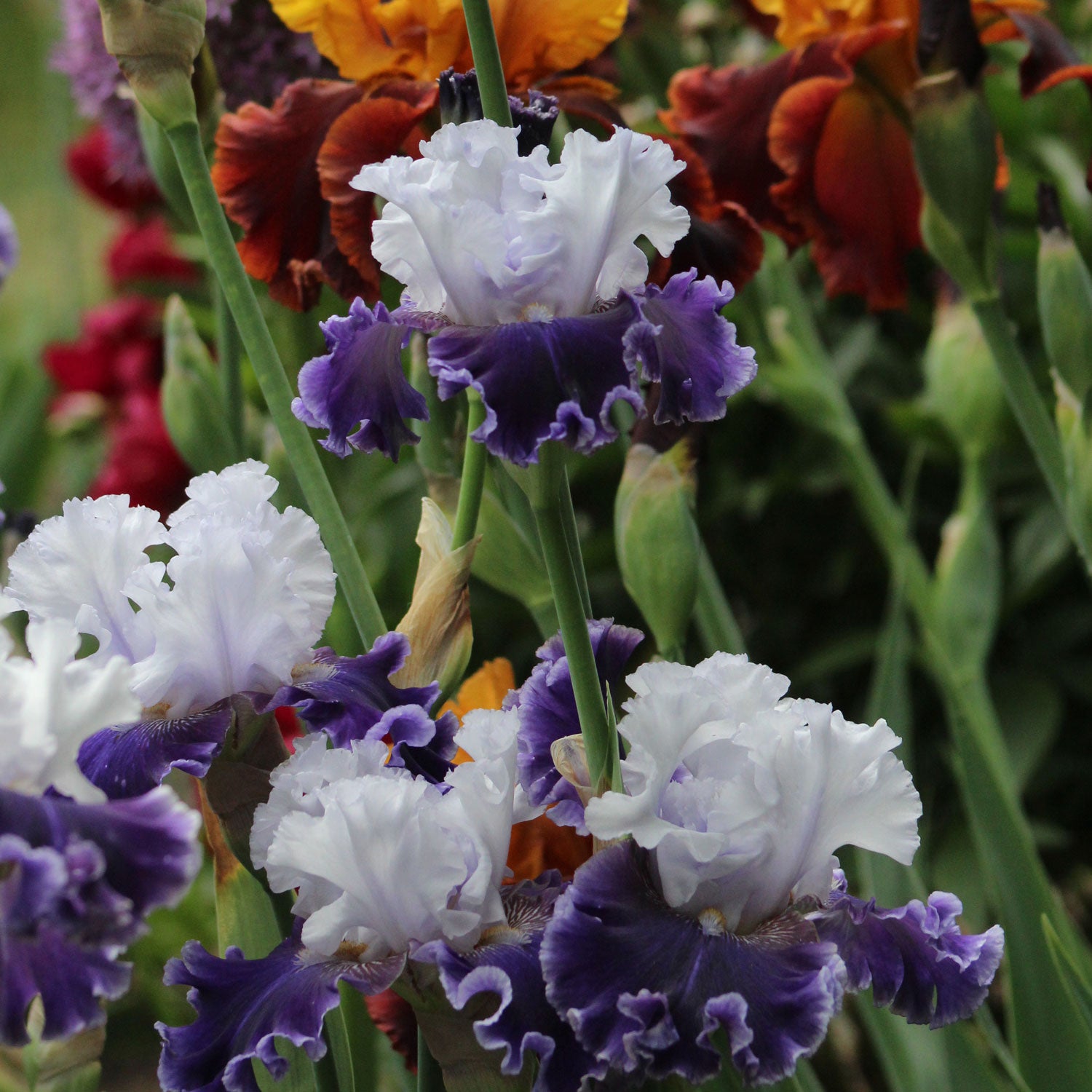 Feel The Thunder Fragrant Iris Potted Quart Pot