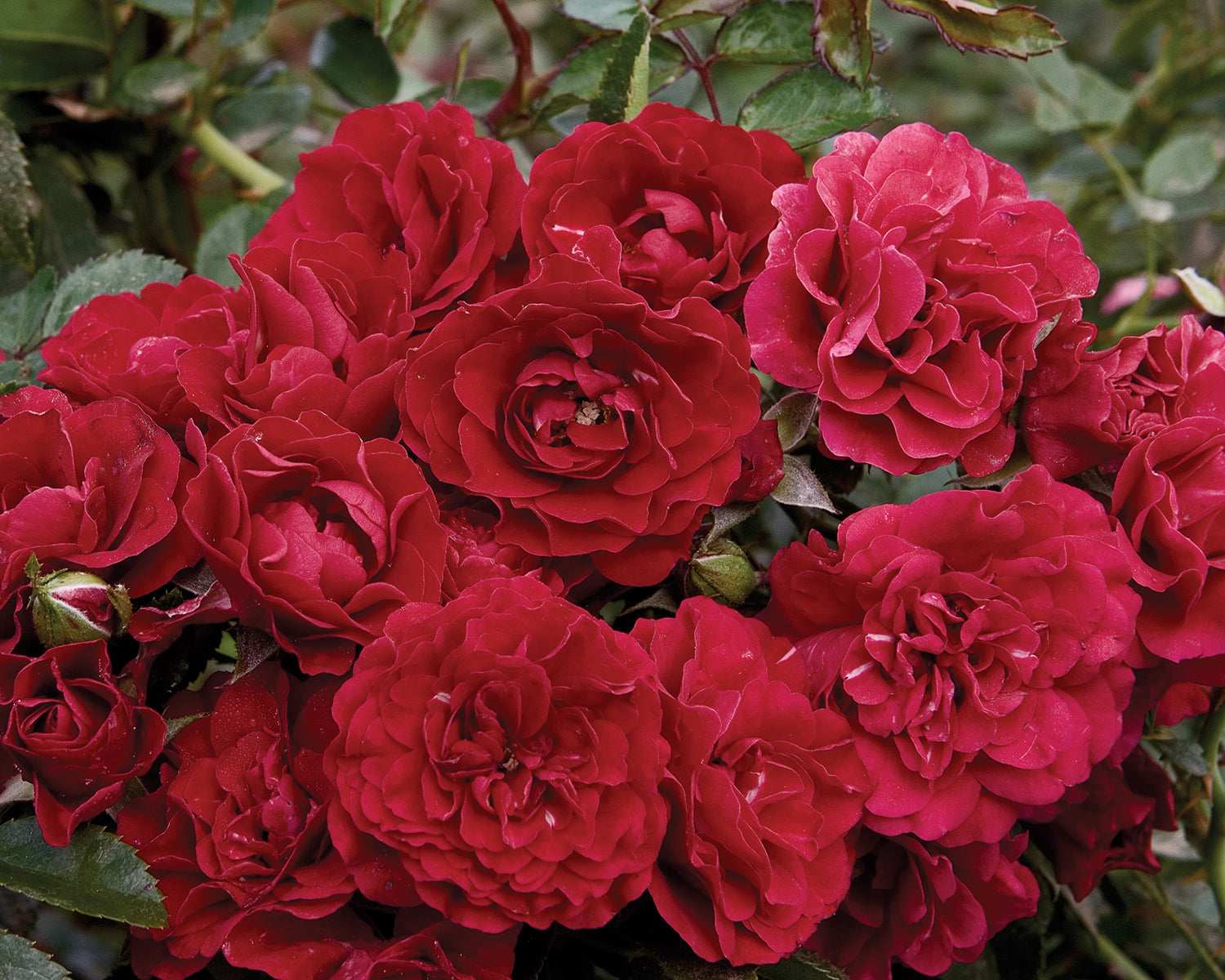 Fire Meidiland Rose 1.5 gallon Pot