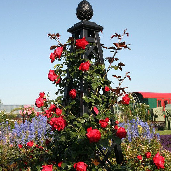 Arborose Florentina Climbing Rose 1.5 gallon Pot