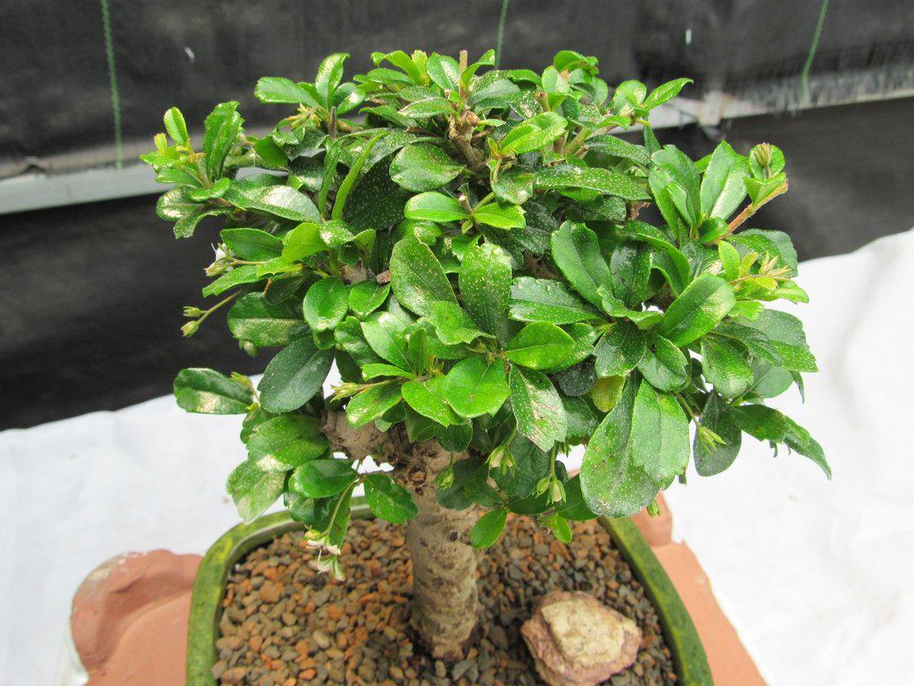 Fukien Tea Bonsai Tree - Aged Upright Style