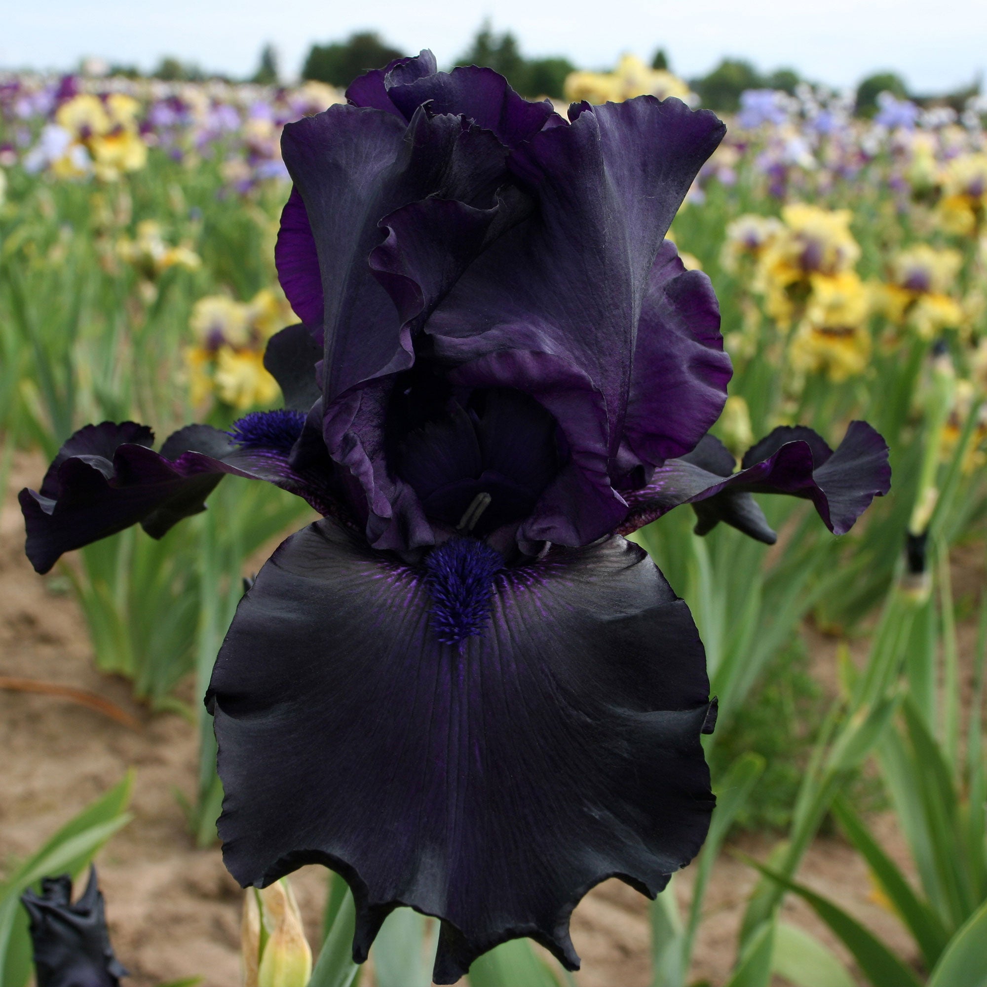 Ghost Train Bearded Iris Potted Quart Pot