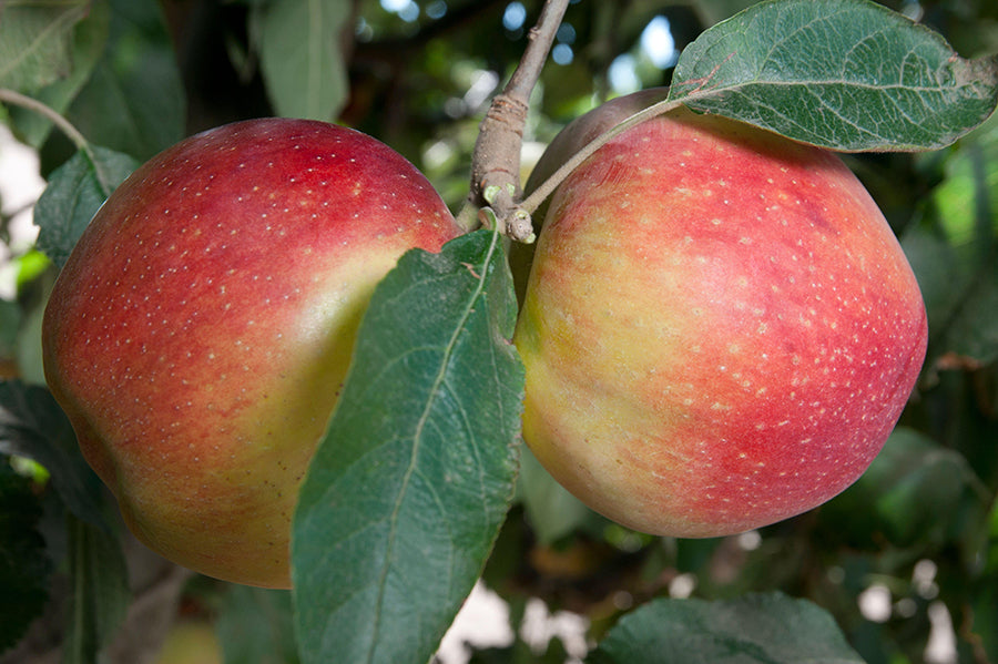 Low Chill Apple, 4 on 1 Multi Grafted Fruit Tree