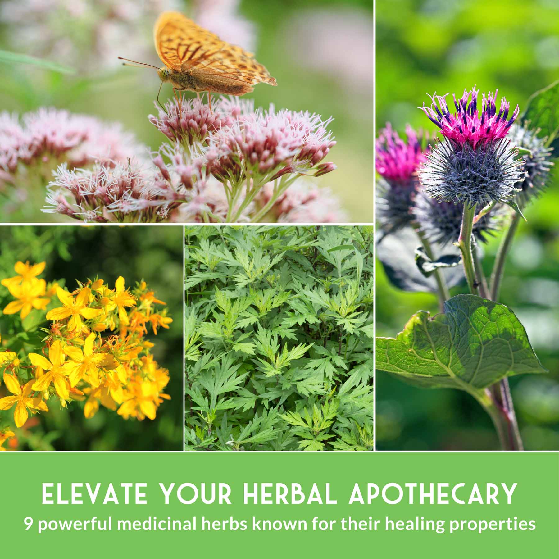 Herbalist Bundle – 9-Varieties of Heirloom Perennial & Biennial Healing Plants for Advanced Apothecary Gardens