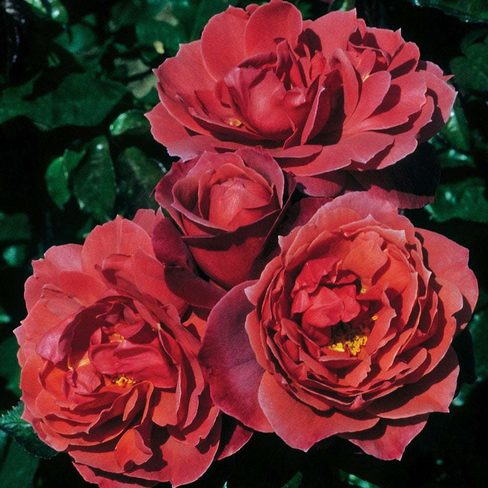 Hot Cocoa Rose 1.5 gallon Pot