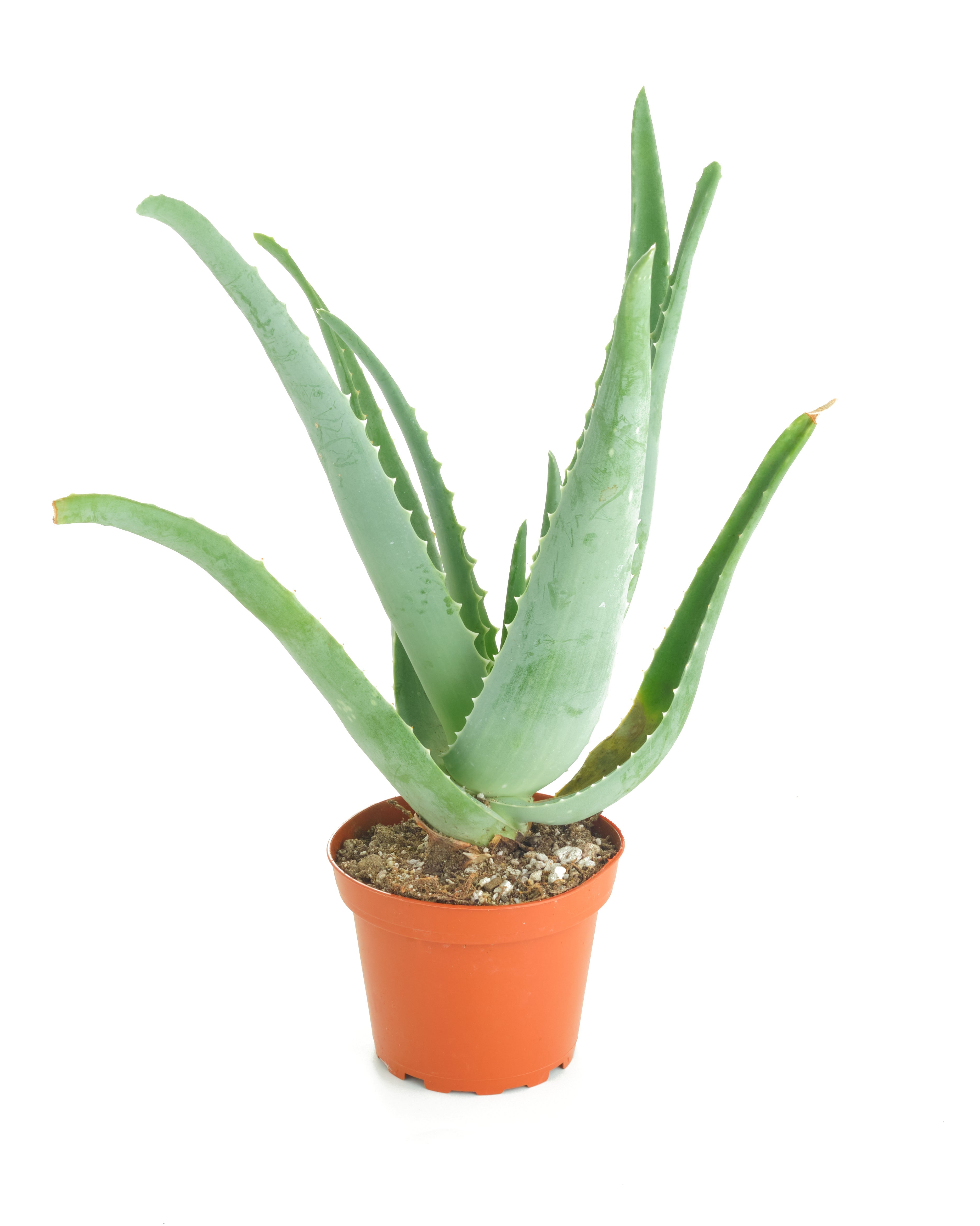 white aloe vera plant real Aloe Vera Plant