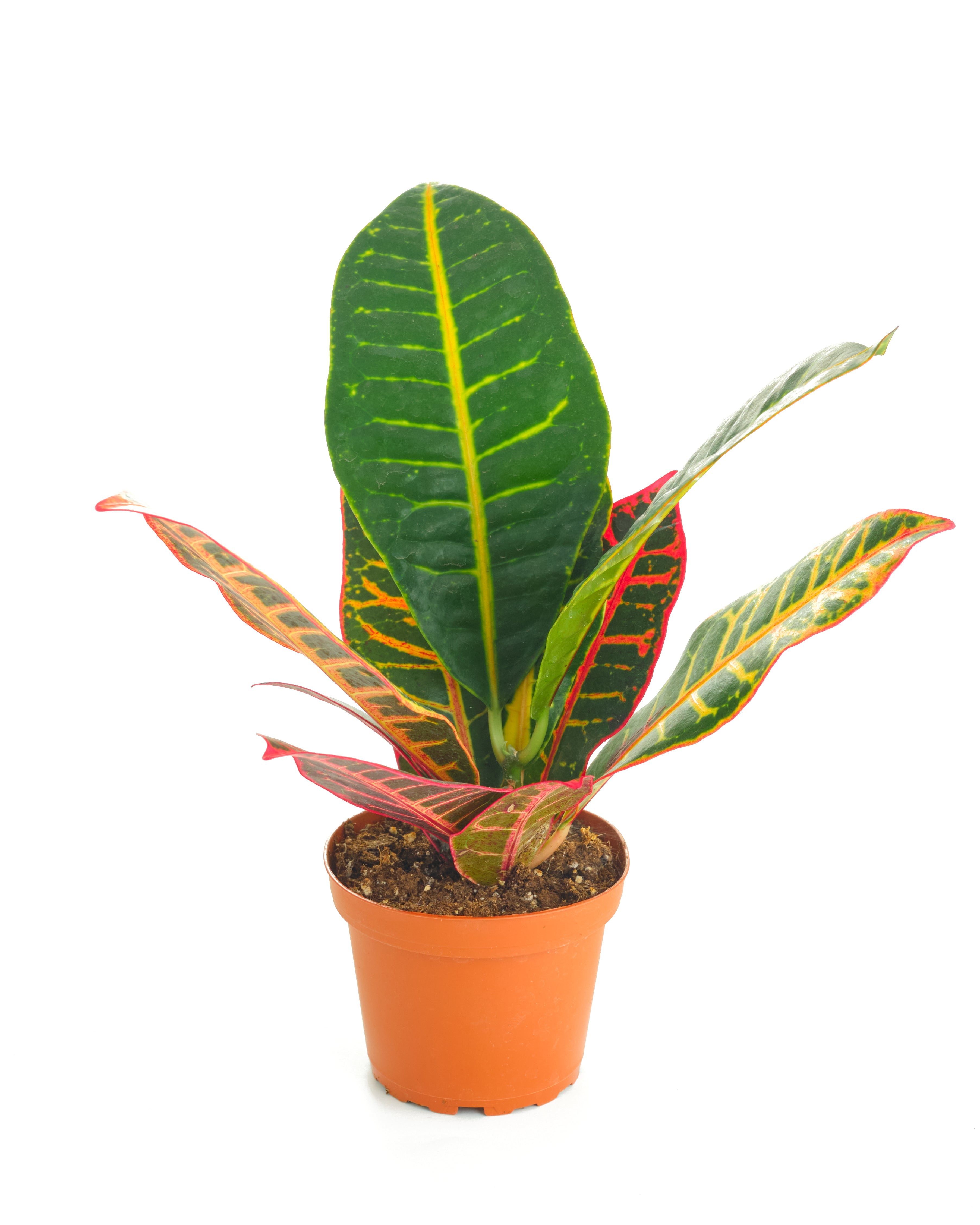 Codiaeum variegatum 'Petra'