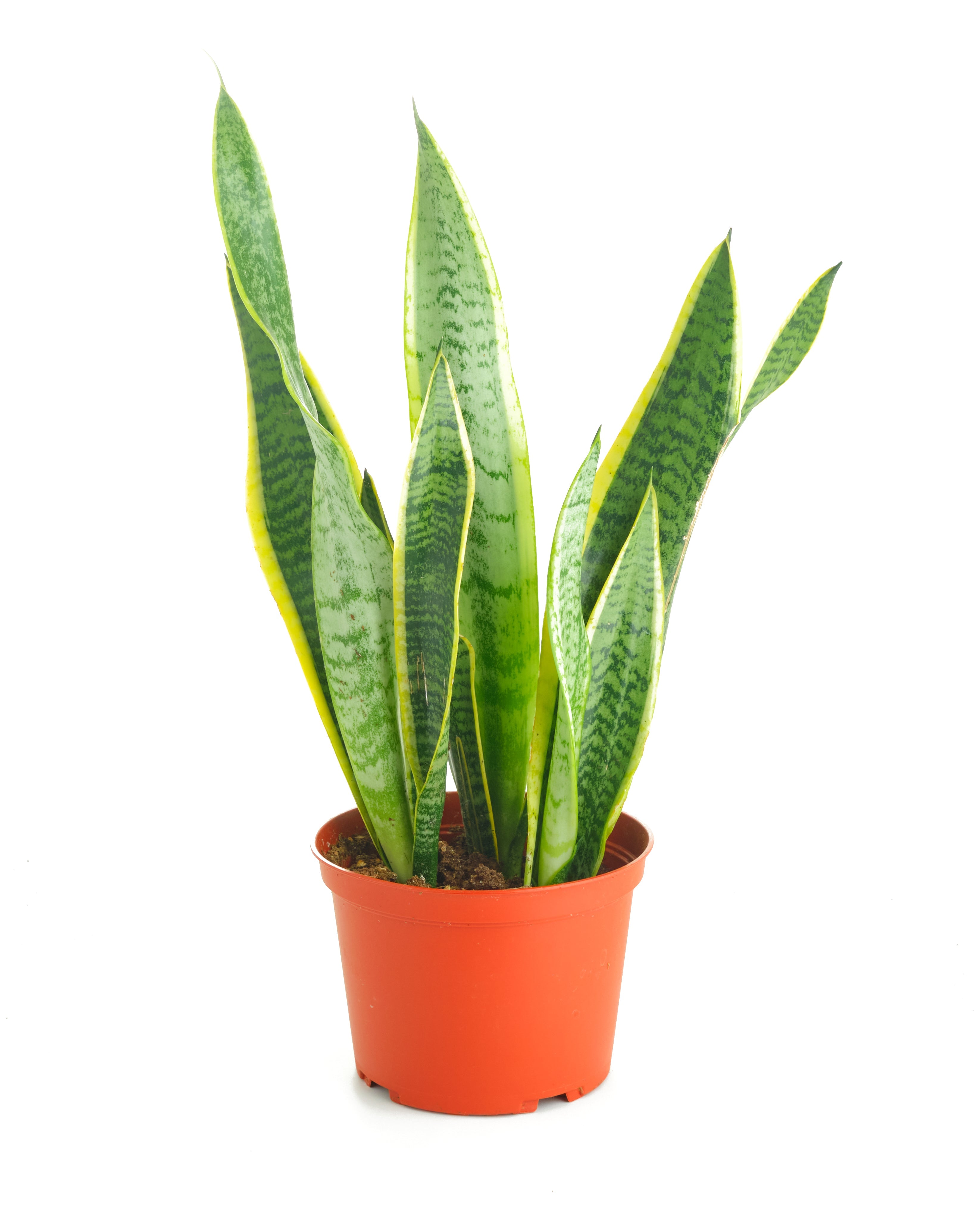 sansevieria trifasciata laurentii Sansevieria Laurentii 'Snake Plant'
