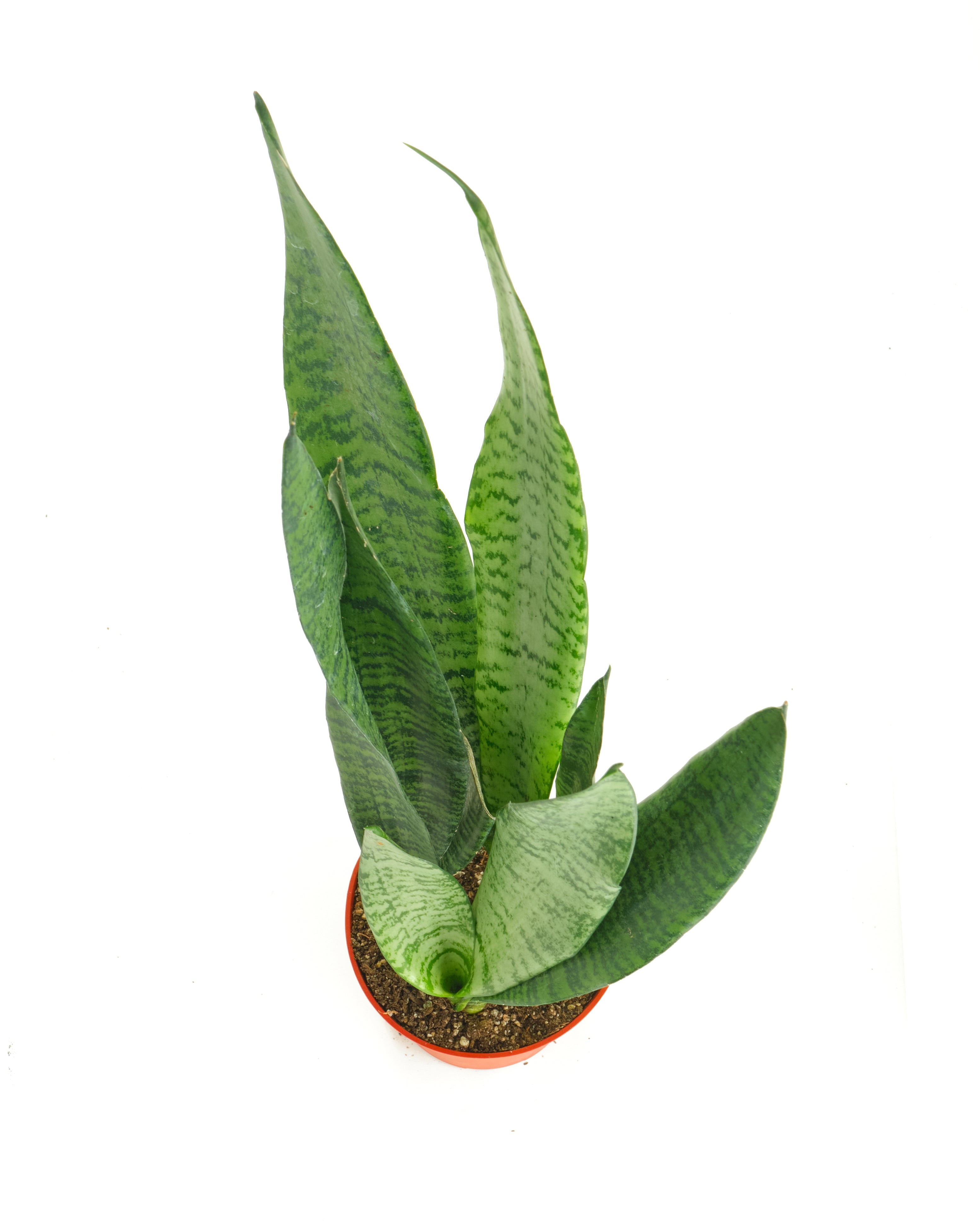 Sansevieria Zeylanica 'Bowstring'
