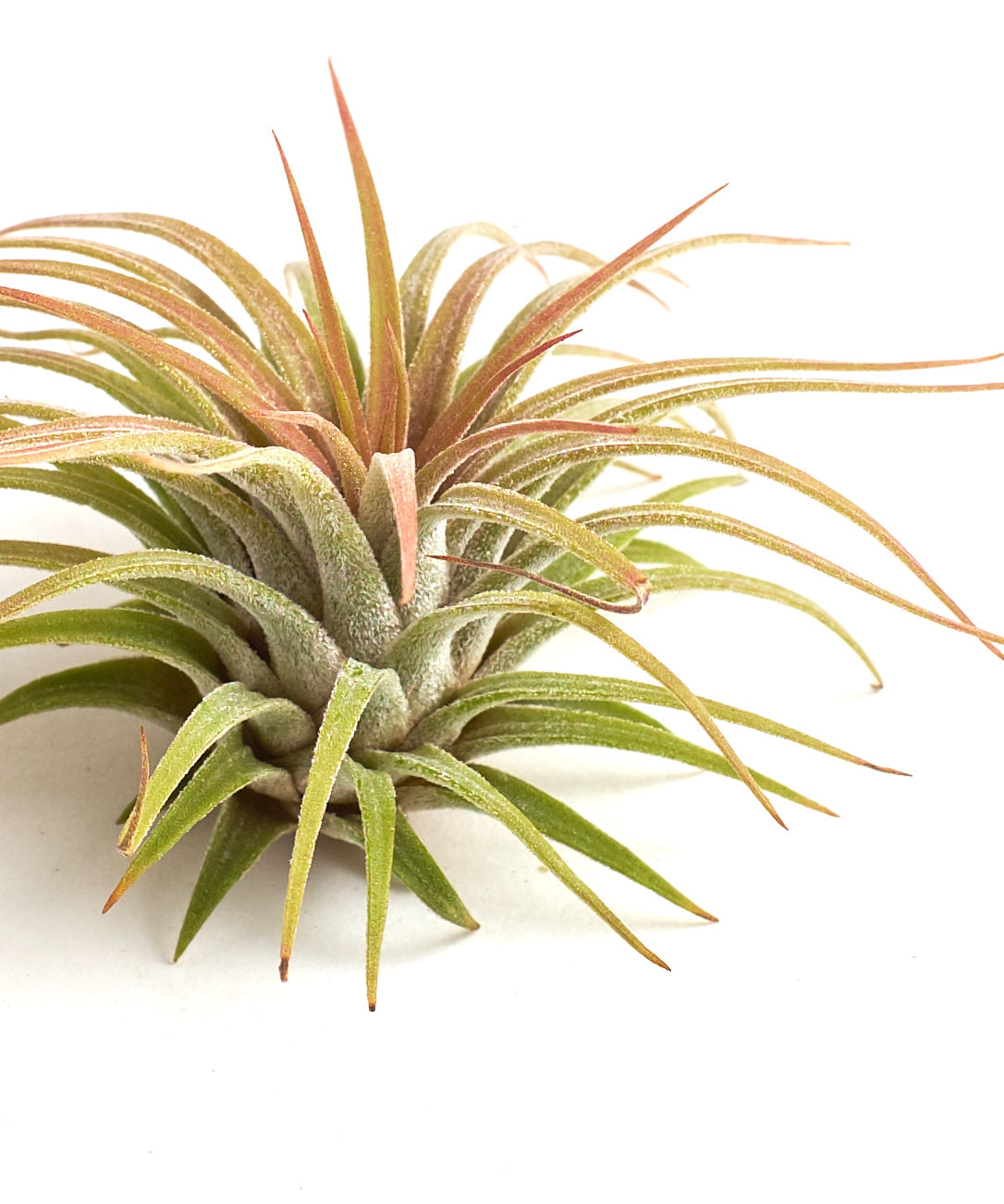 Tillandsia Ionantha Rubra
