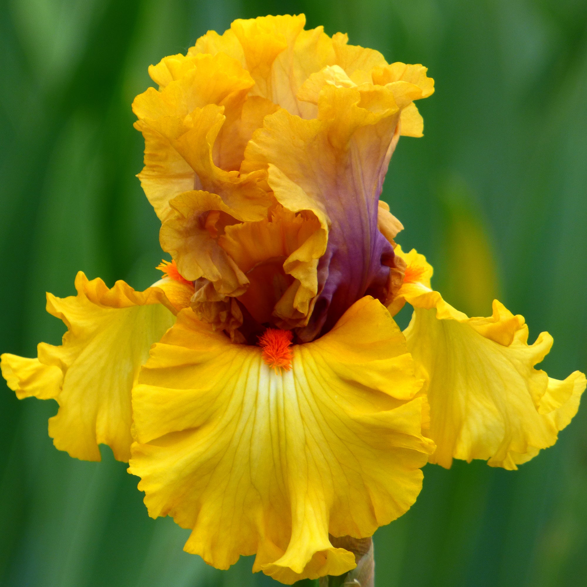 Idle Rich Bearded Iris Plant Potted Golden Yellow Flowers