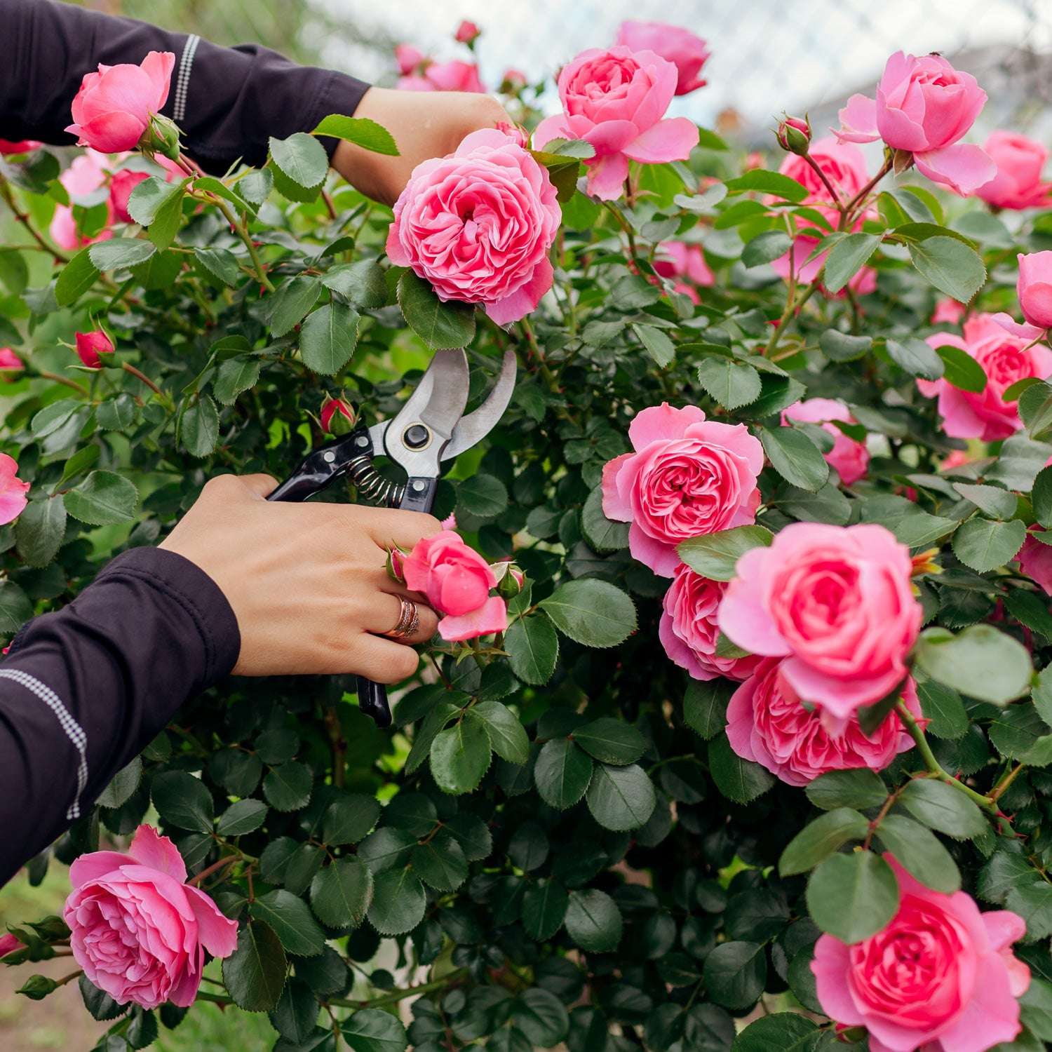 Give a Gift Card from Fresh Garden Living