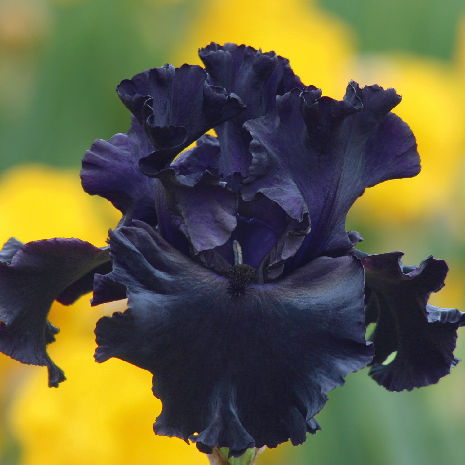 Give a Gift Card from Fresh Garden Living