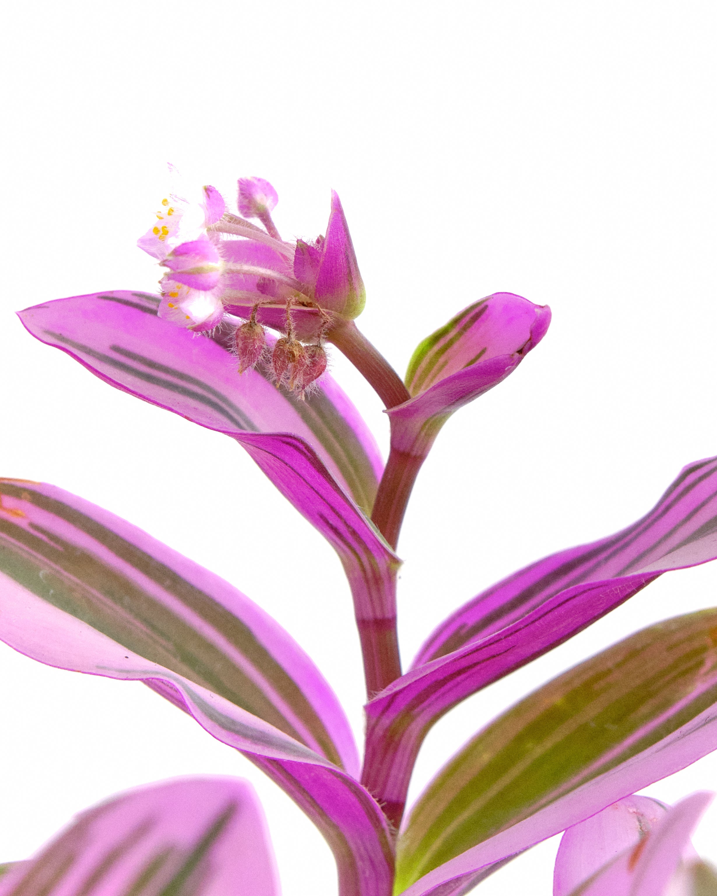 Tradescantia fluminensis 'Nanouk'