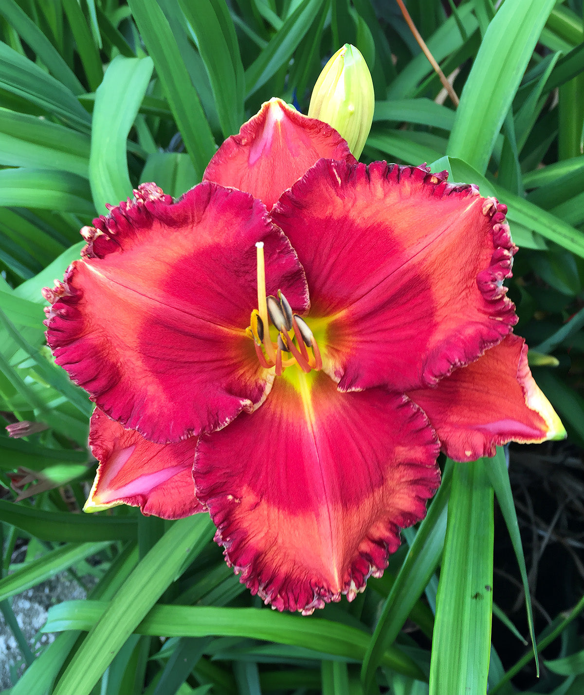 Passion Fire Daylily - 1 Single Fan Division