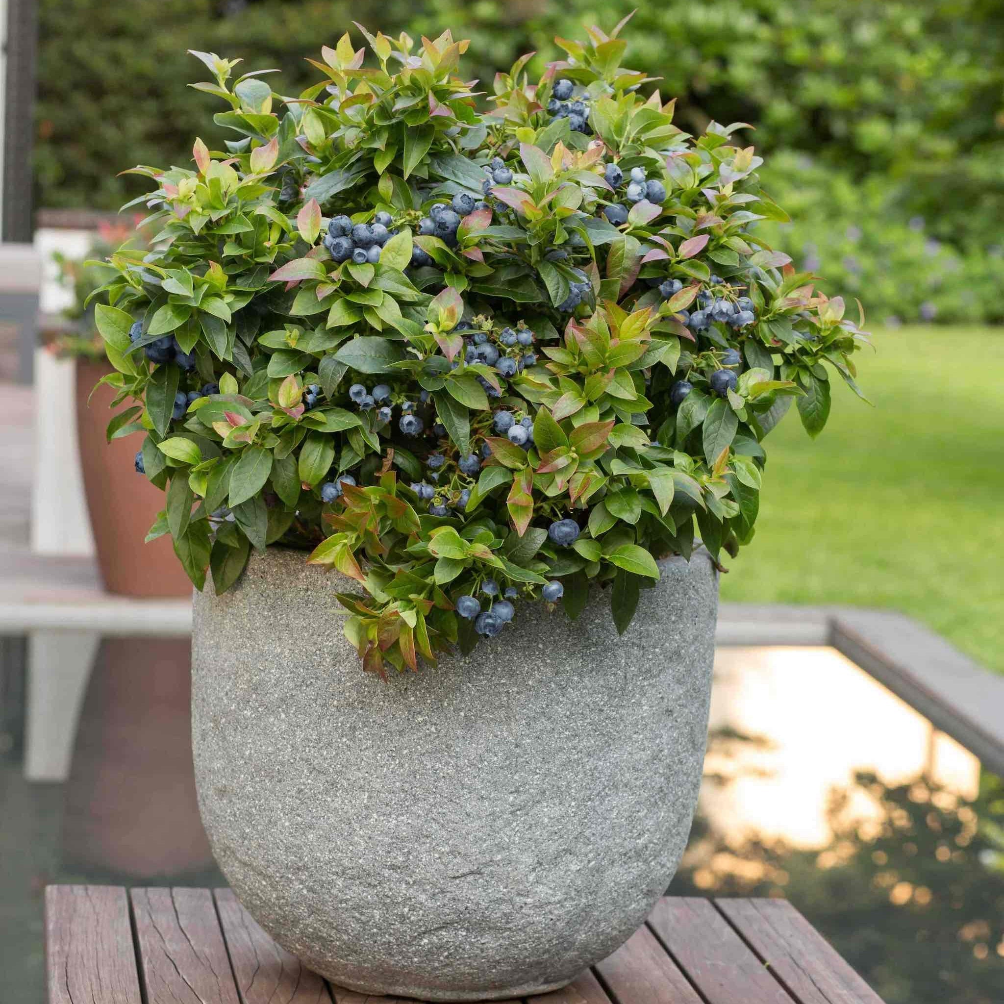 Jelly Bean® Blueberry