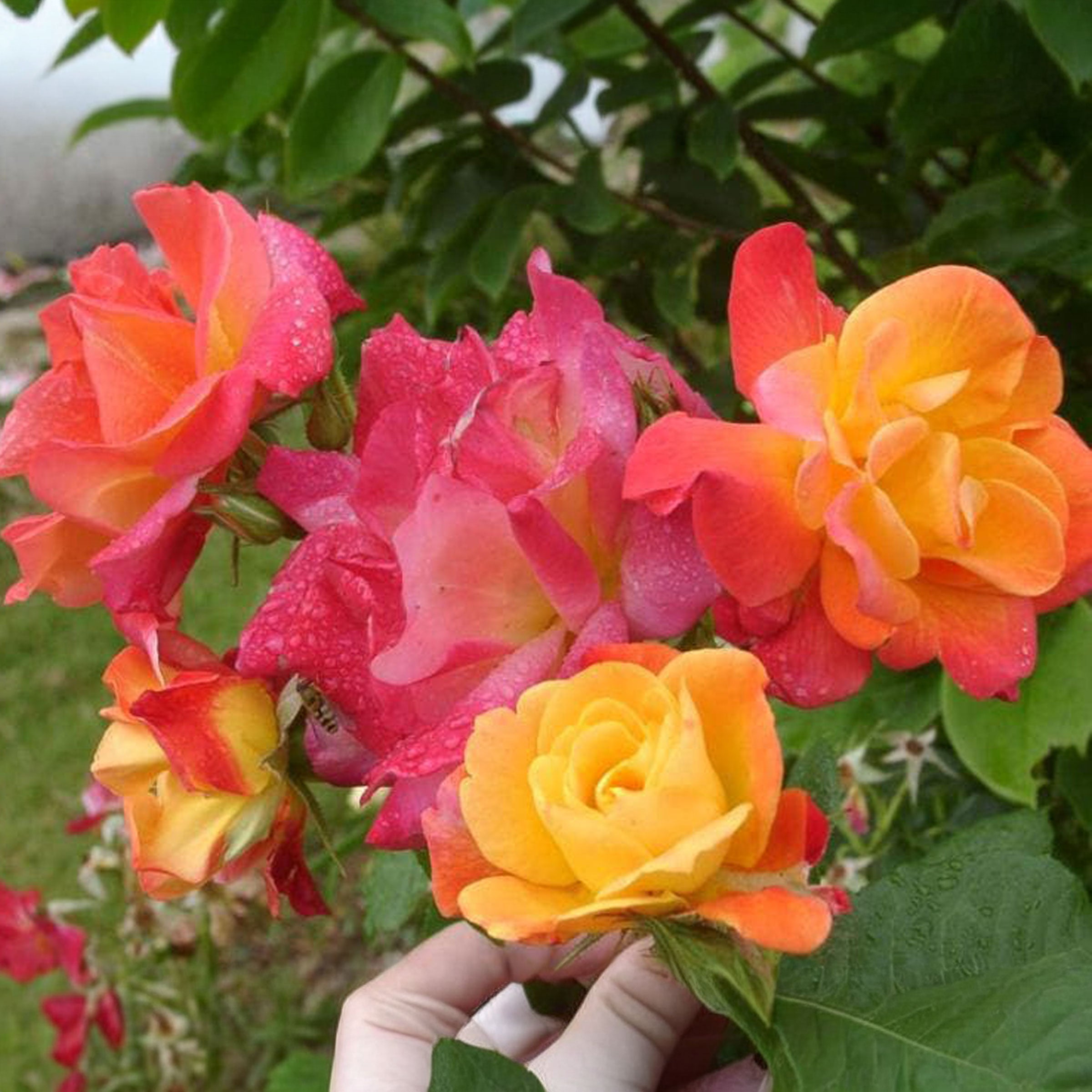 Joseph's Coat Rose 1.5 Gallon Potted Climbing Rose