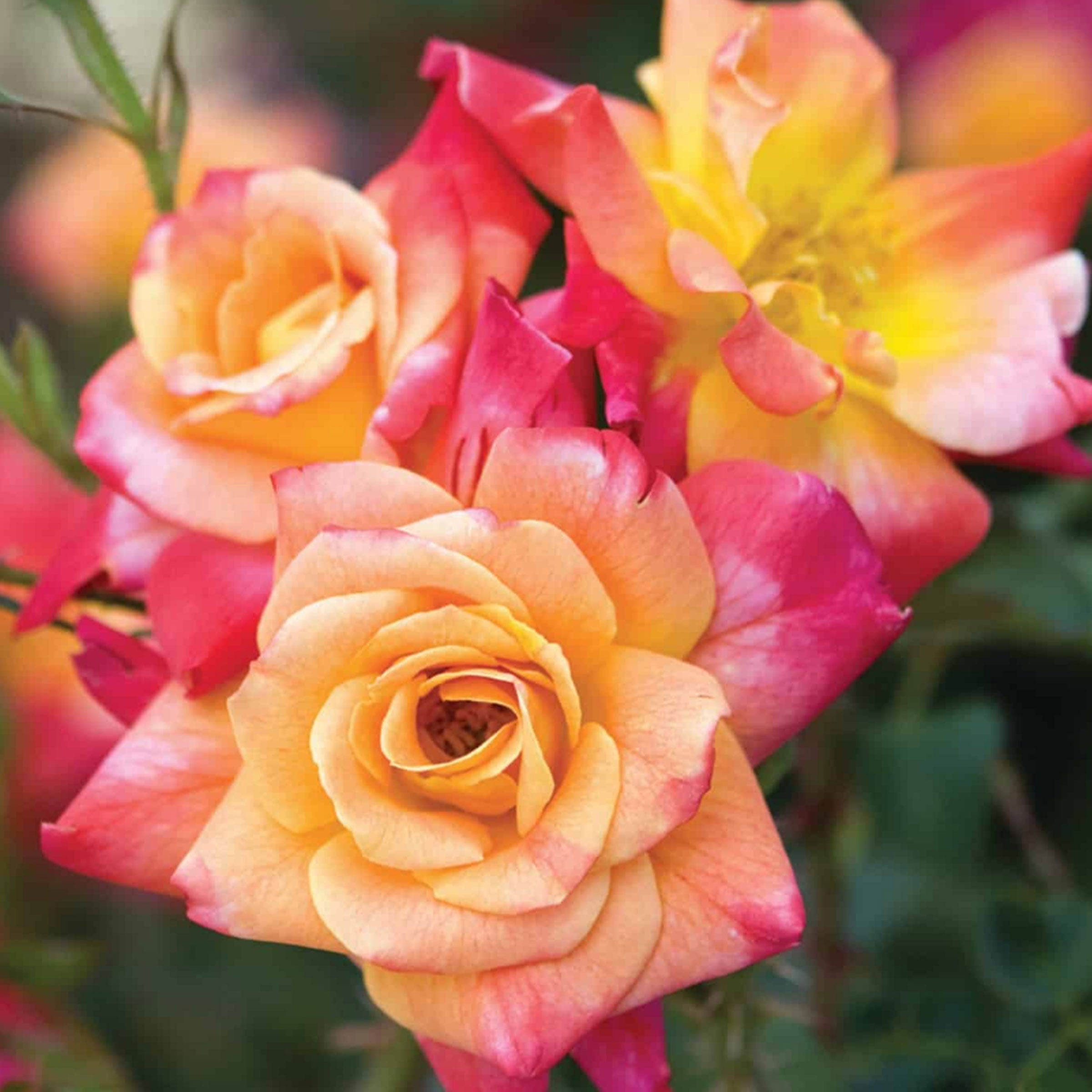 Joseph's Coat Rose 1.5 Gallon Potted Climbing Rose