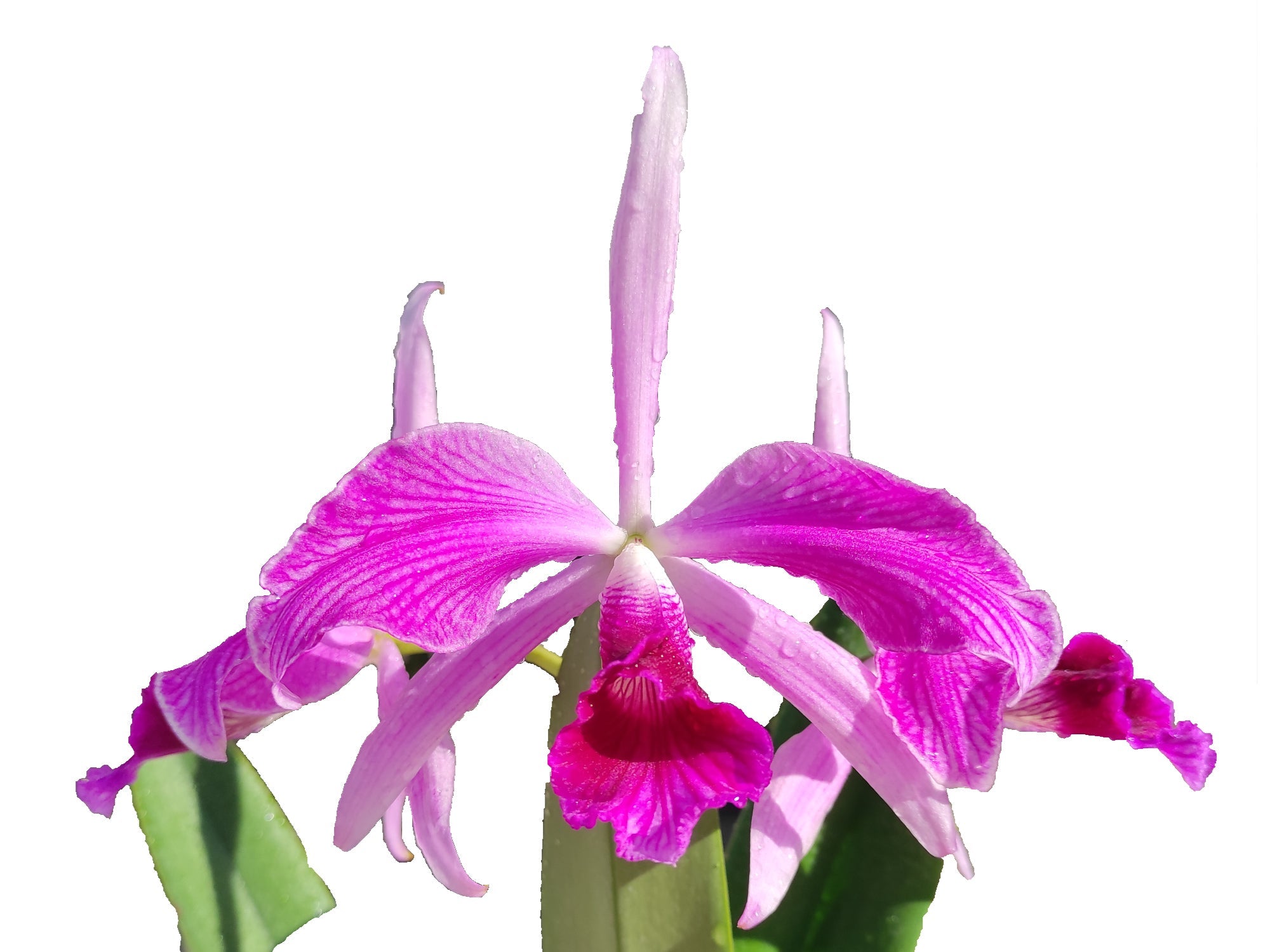 Cattleya purpurata Flamea .