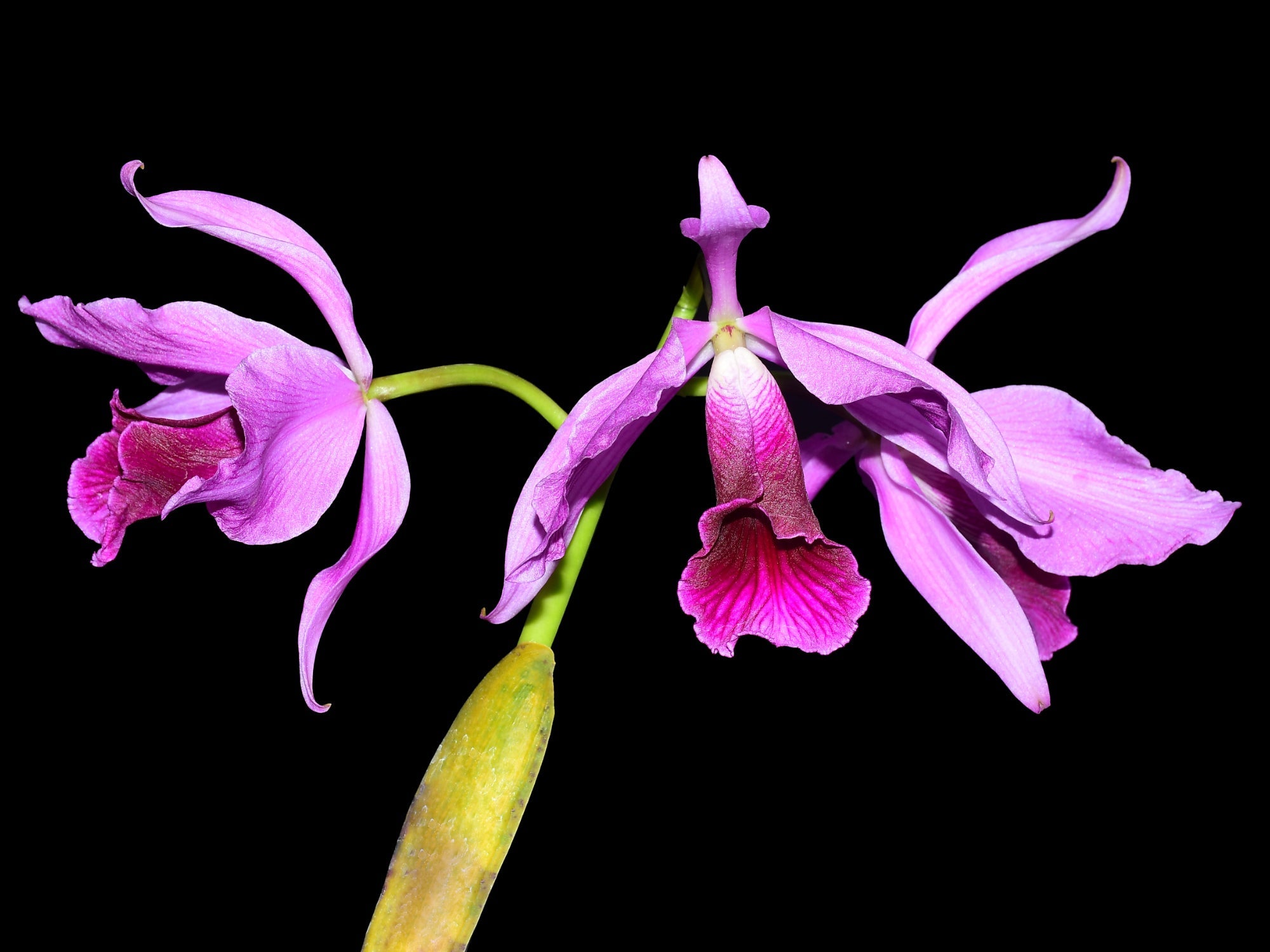 Cattleya purpurata Flamea .