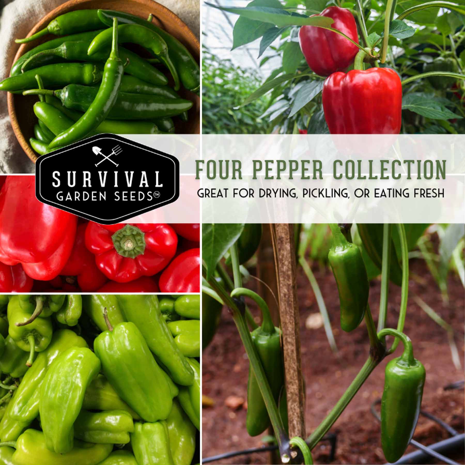 4 Pepper Seed Collection – Heirloom Non-GMO Hot & Sweet Peppers for Salsas, Roasting & Fresh Garden Harvests