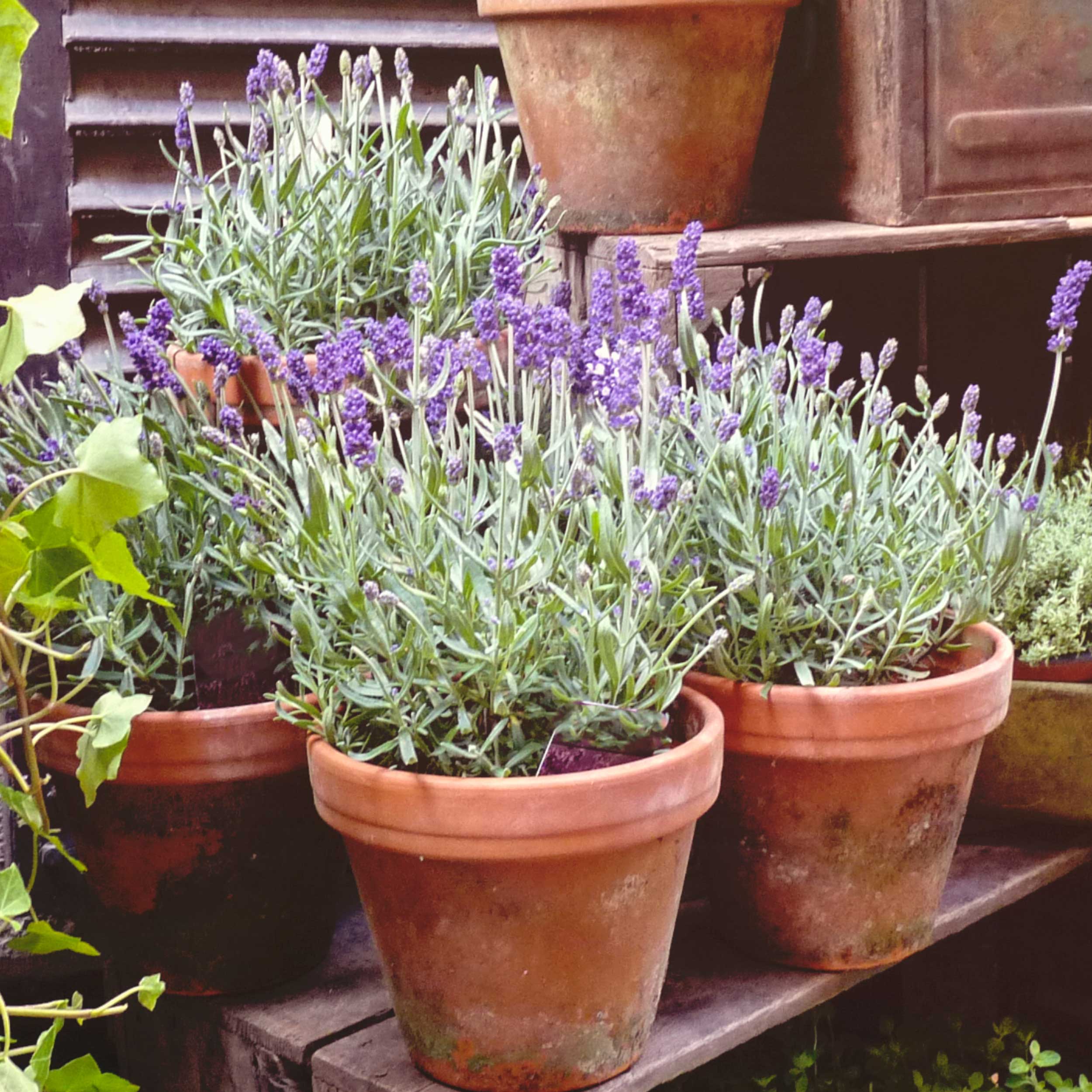 Set of 3 Lavender Provence Plants in Quart Pots