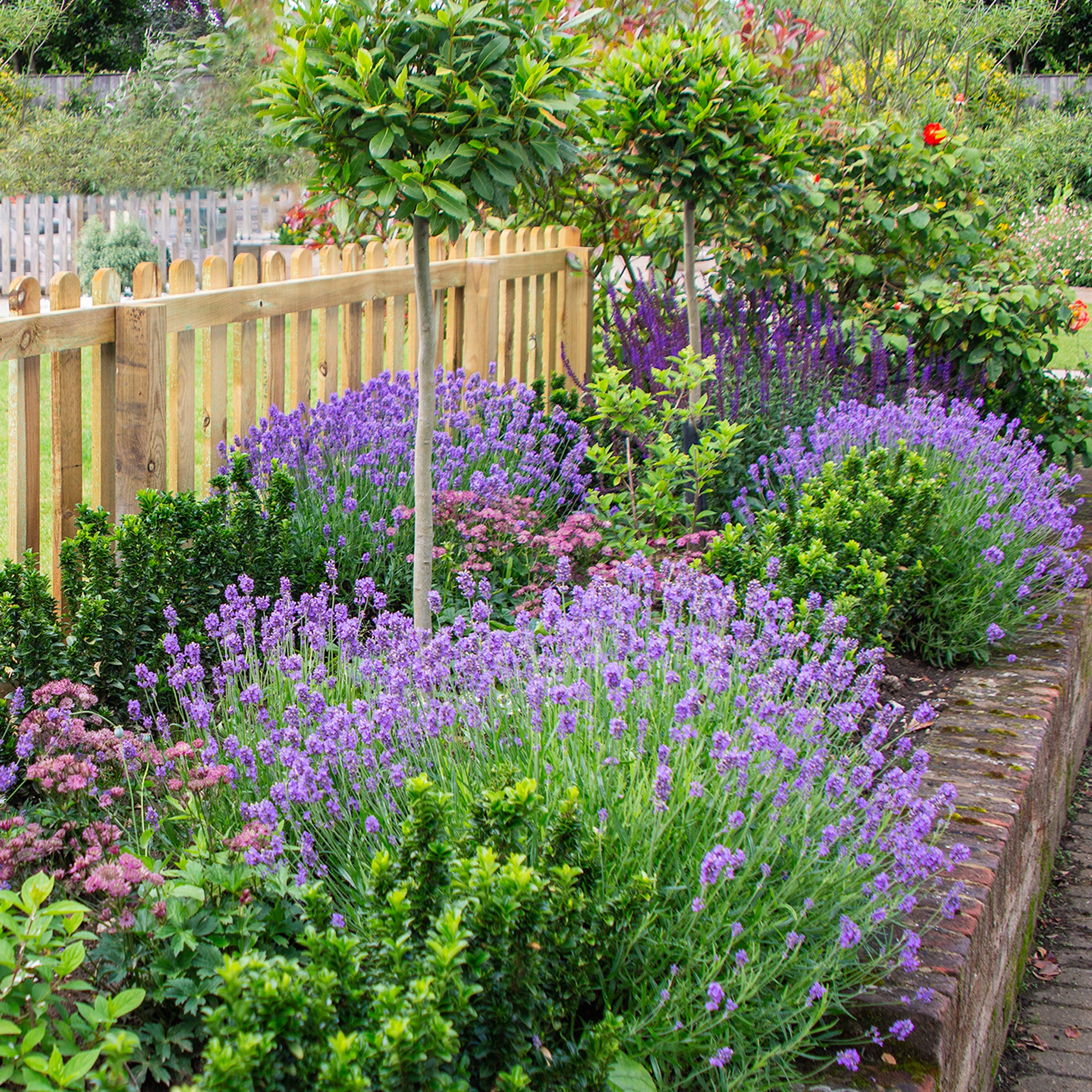 Set of 3 Lavender Provence Plants in Quart Pots