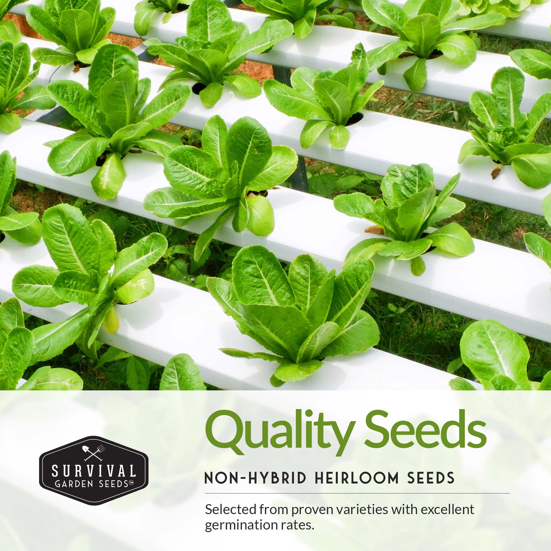 Lettuce Seed Collection – 5 Heirloom Varieties for Year-Round Harvest | Buttercrunch, Oakleaf, Lolla Rosa, Iceberg & Parris Island