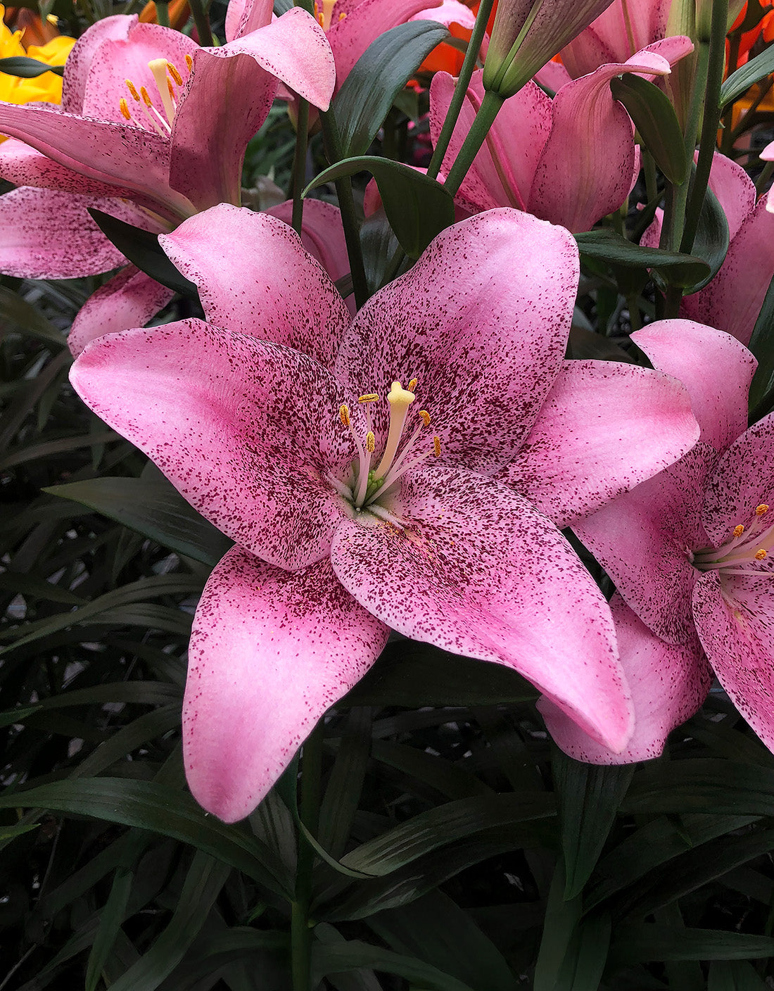 Sweet Sugar LA Hybrid Lily - 5 bulbs