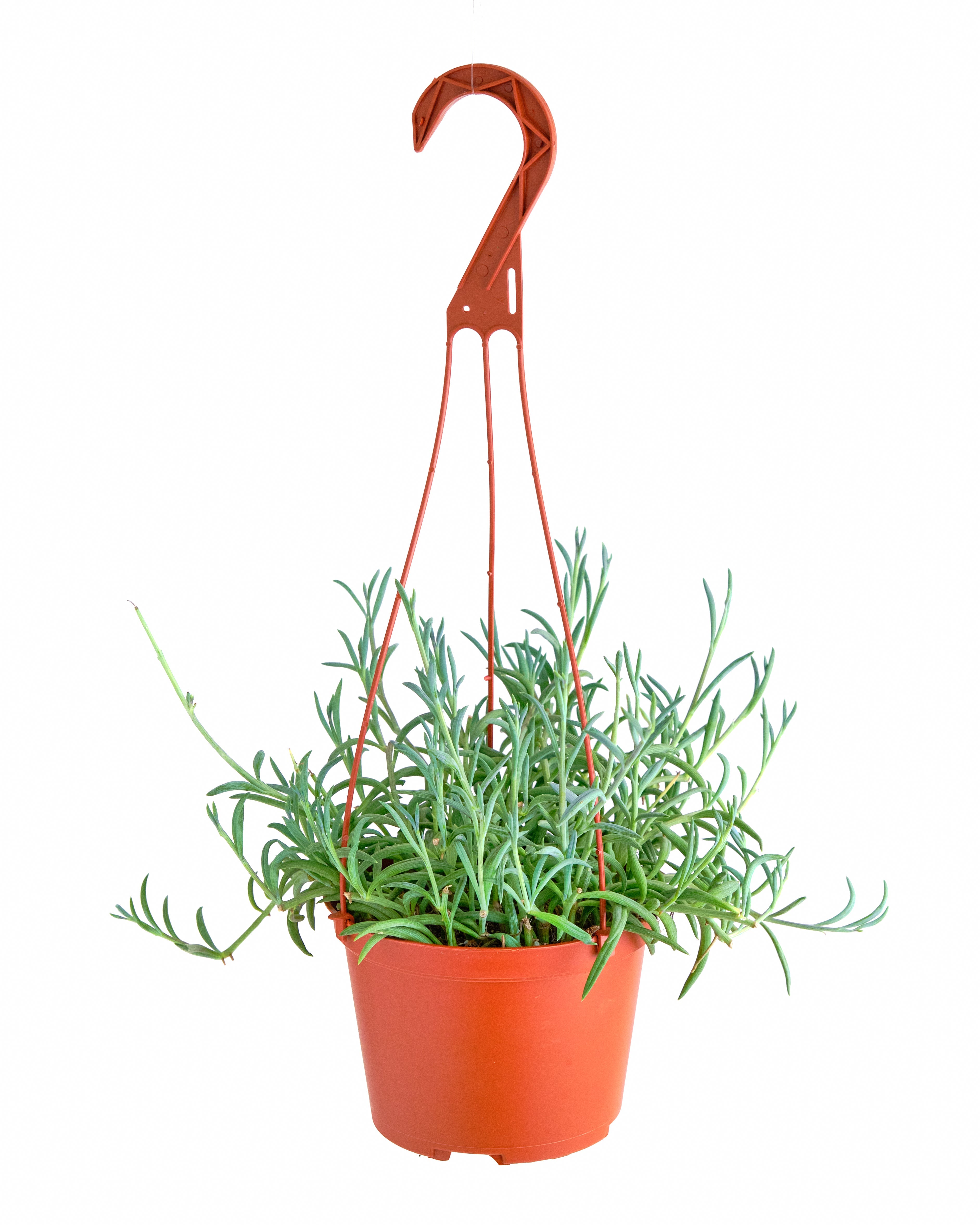 string of pickles succulent Senecio Radicans 'String of Fishhooks'