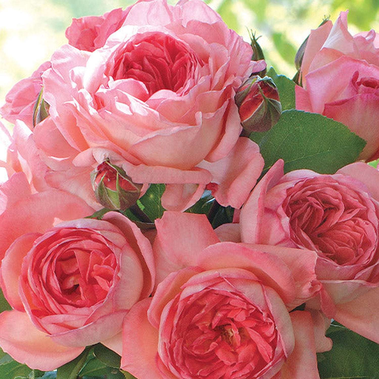 Liv Tyler Rose Plant 1.5 gallon Pot