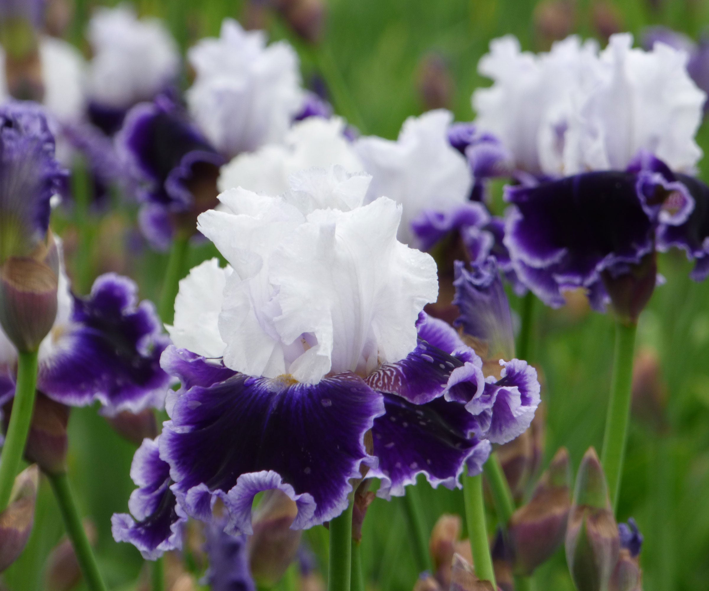 Local Ocean Bearded Iris Quart Container
