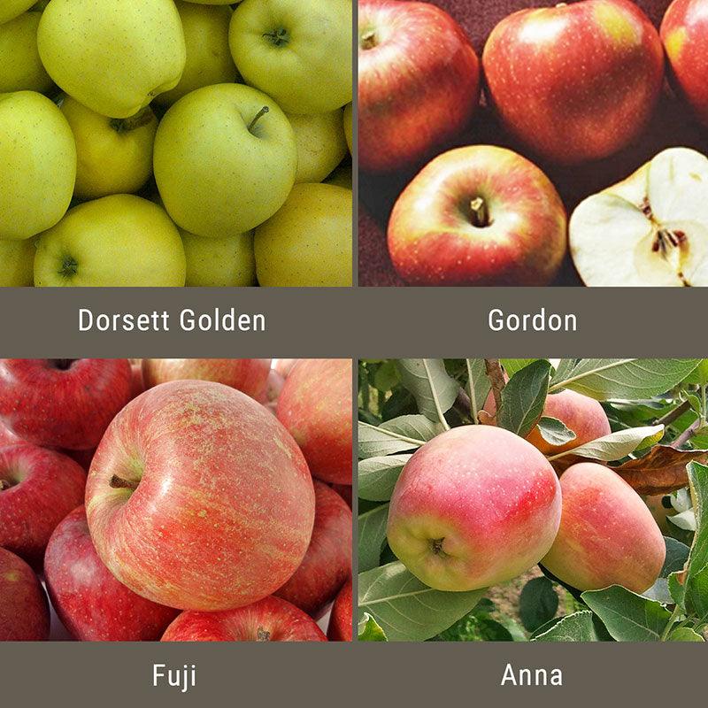 Low Chill Apple, 4 on 1 Multi Grafted Fruit Tree