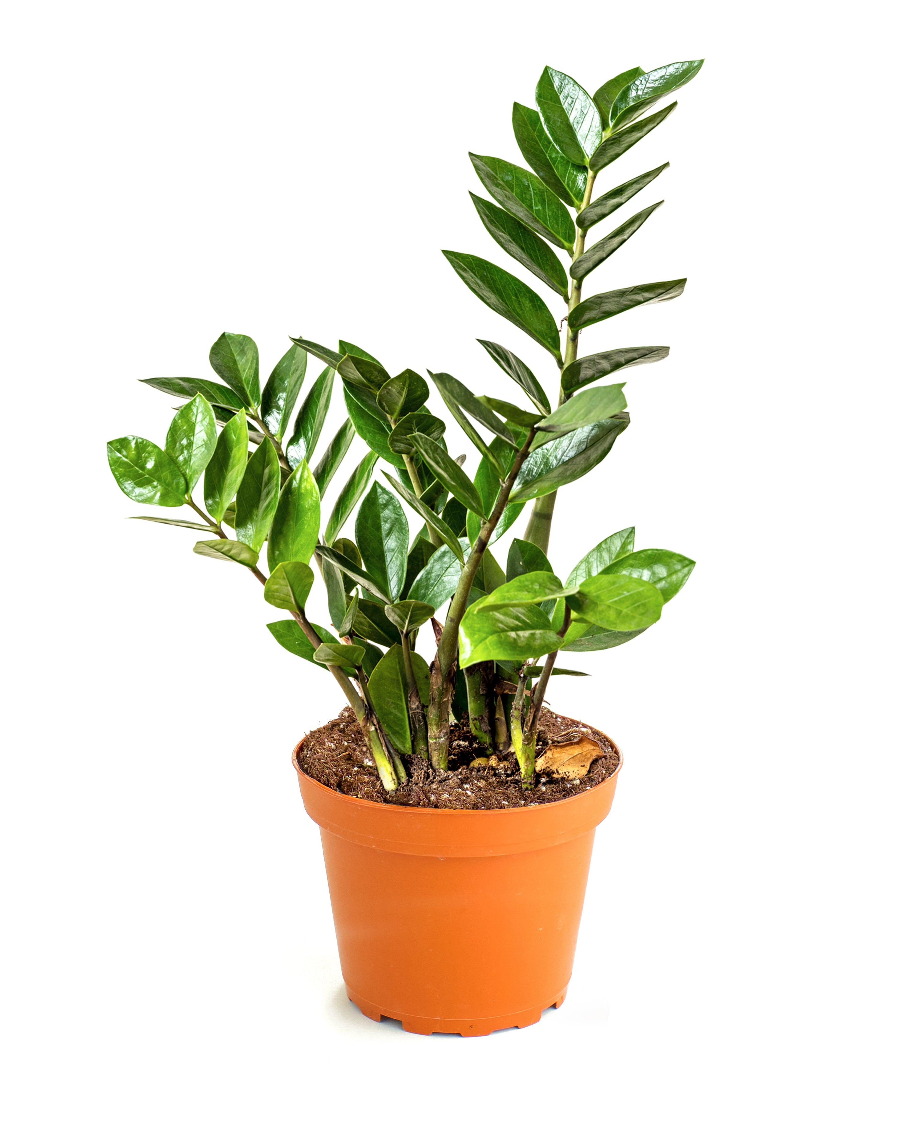 Zamioculcas Zamiifolia 'ZZ Plant'