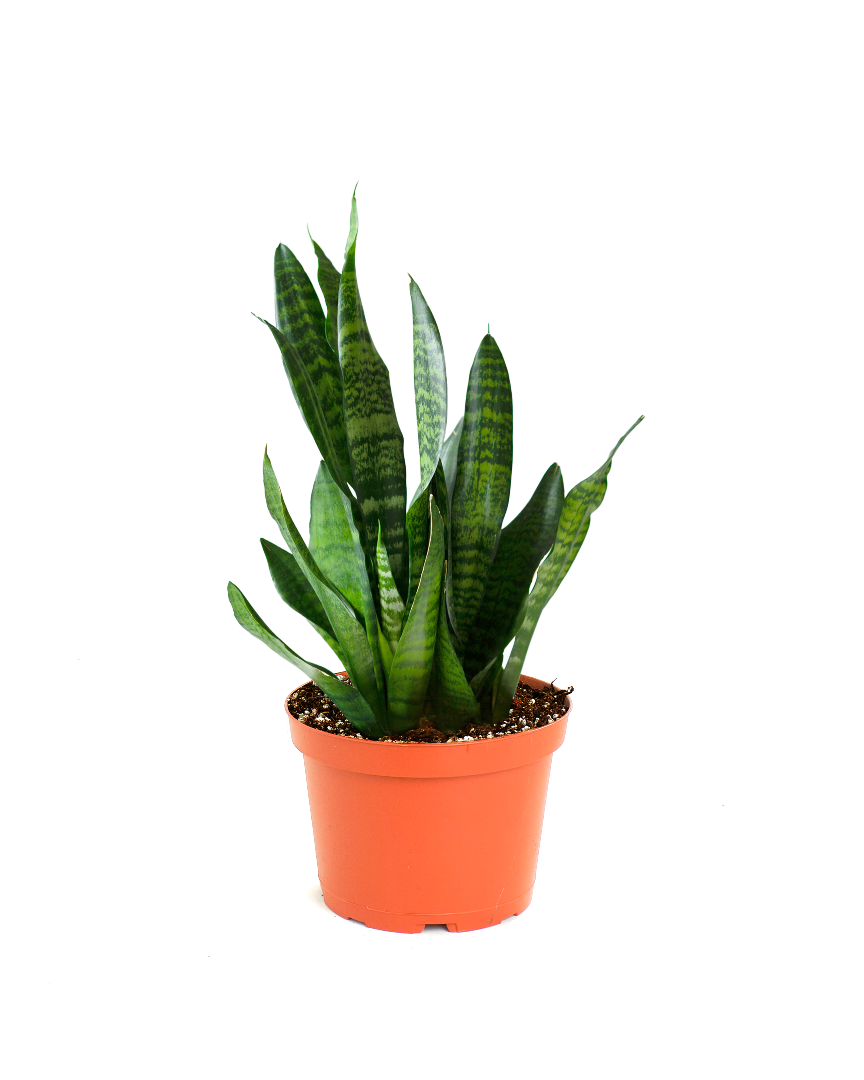 Sansevieria Zeylanica 'Bowstring'