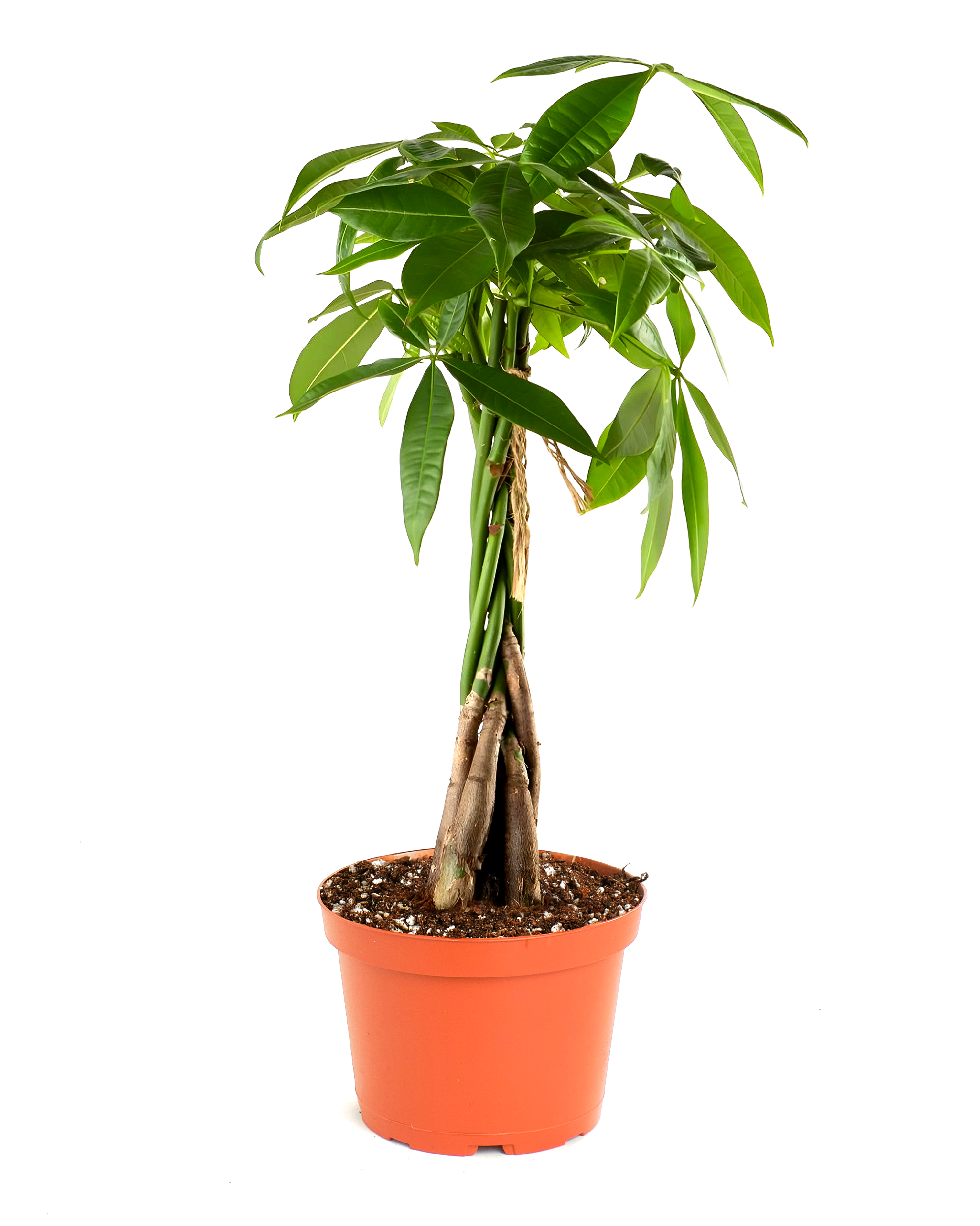 Pachira aquatica 'Money Tree'
