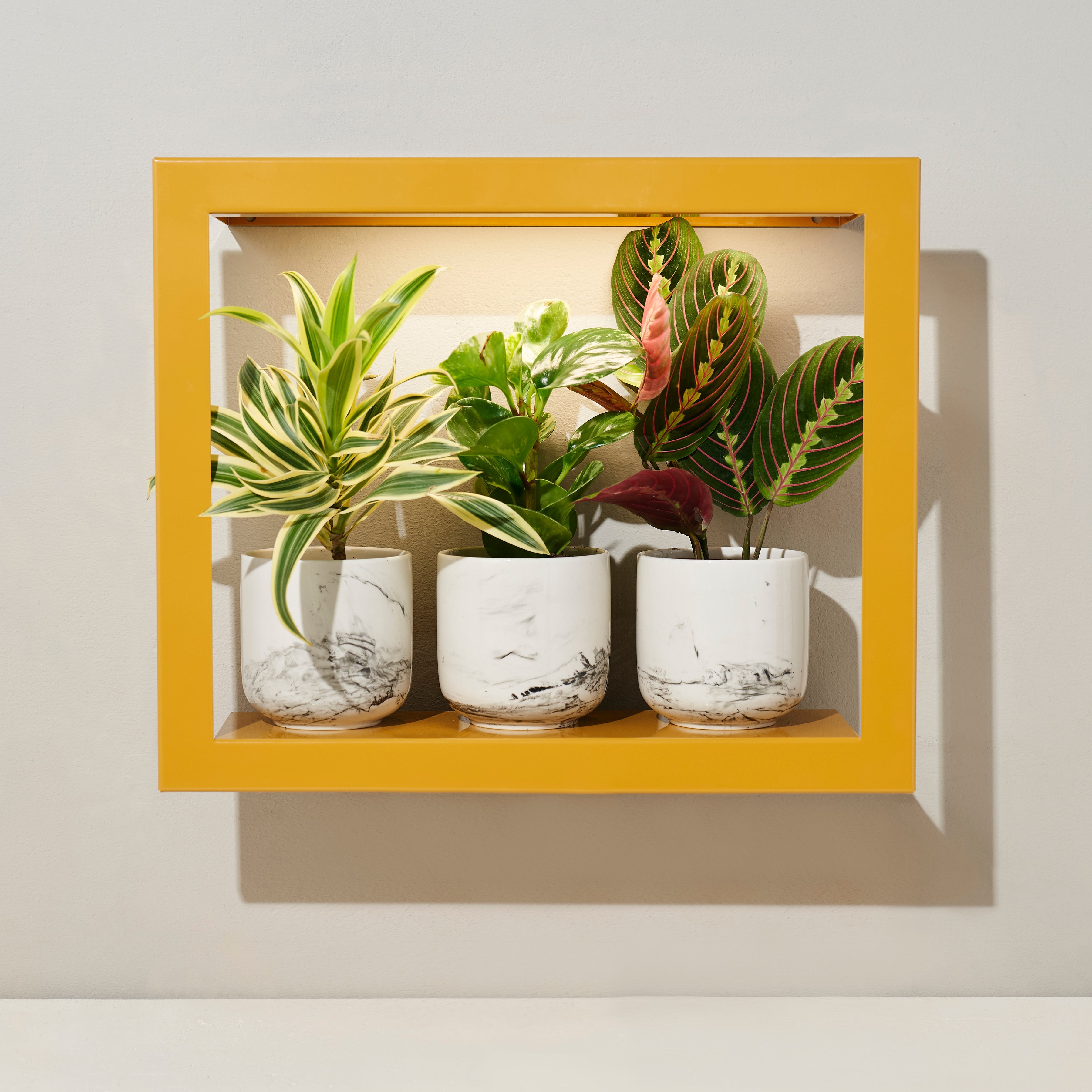 Smart Standard Growframe