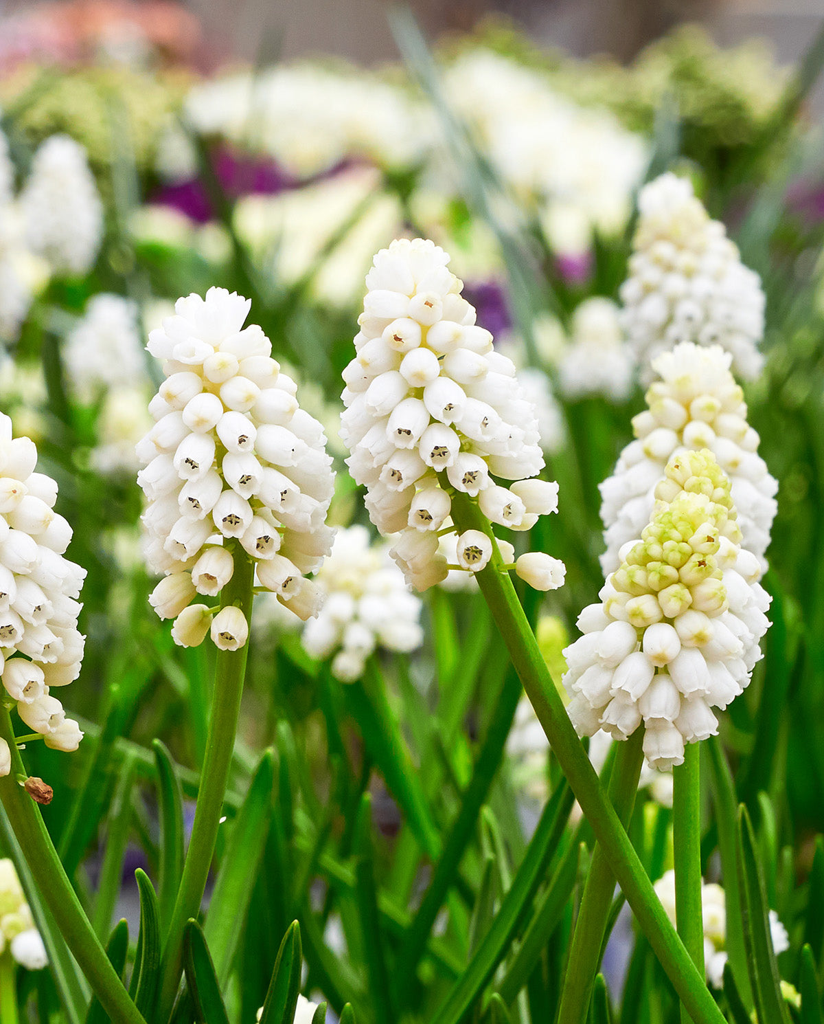 White Magic Muscari aucheri - 10 bulbs