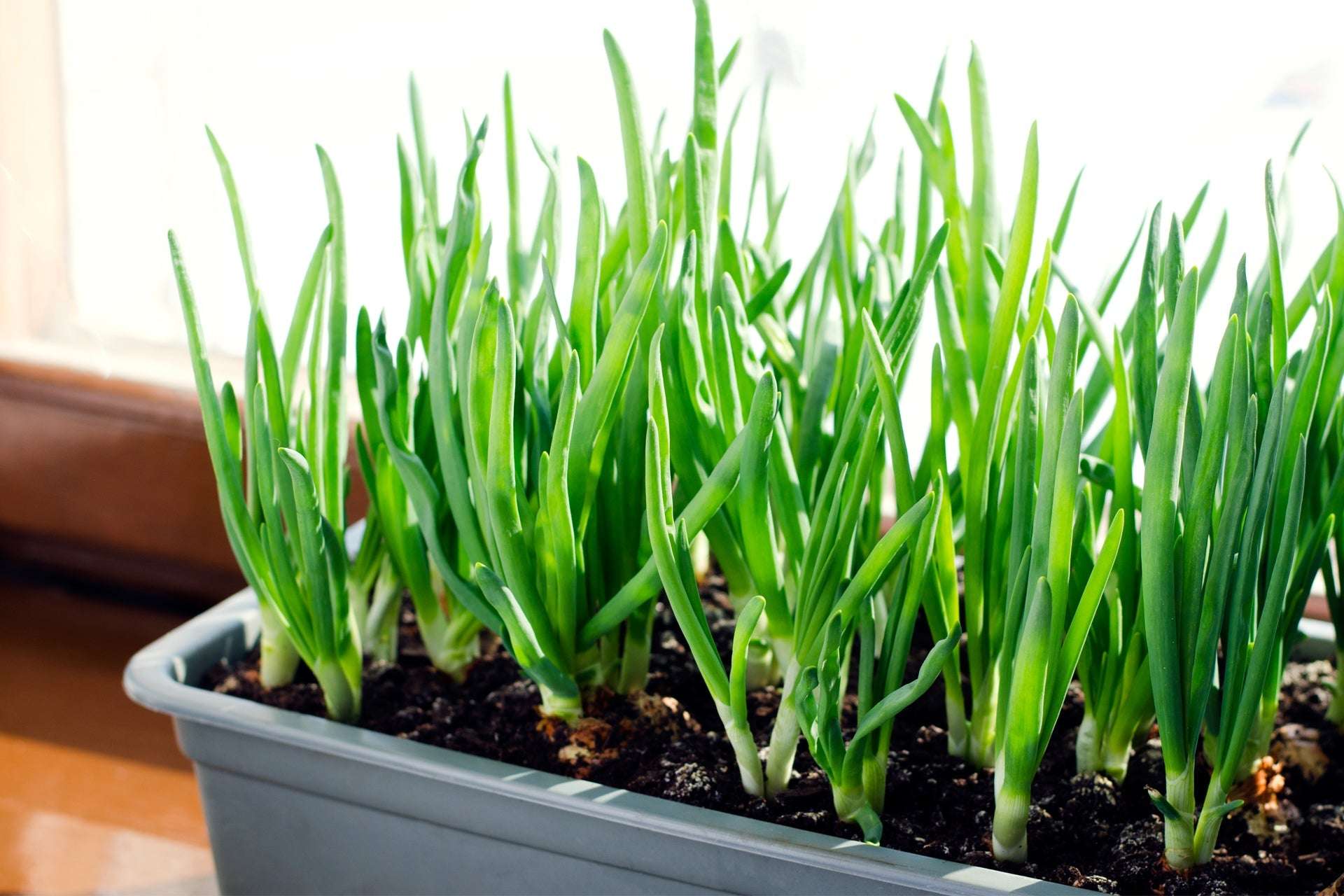 Bulk White Onion Sets 4 Lbs. Non-GMO White Ebenezer Variety 400+ Bulbs