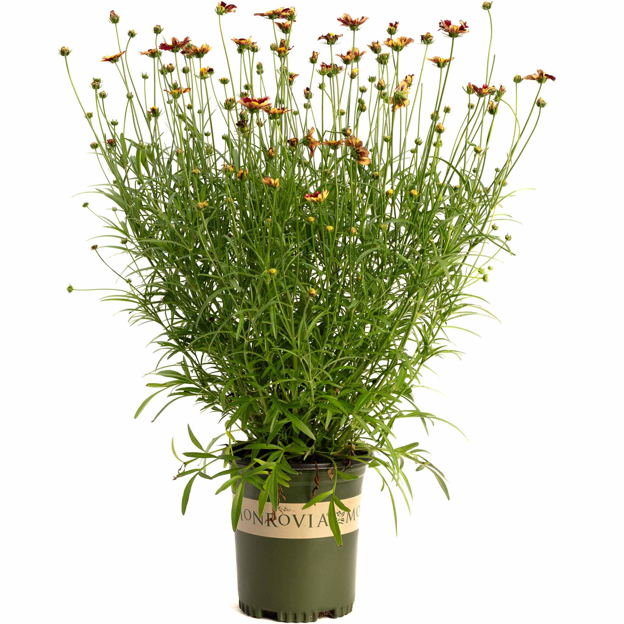 Li'l Bang™ Red Elf Coreopsis