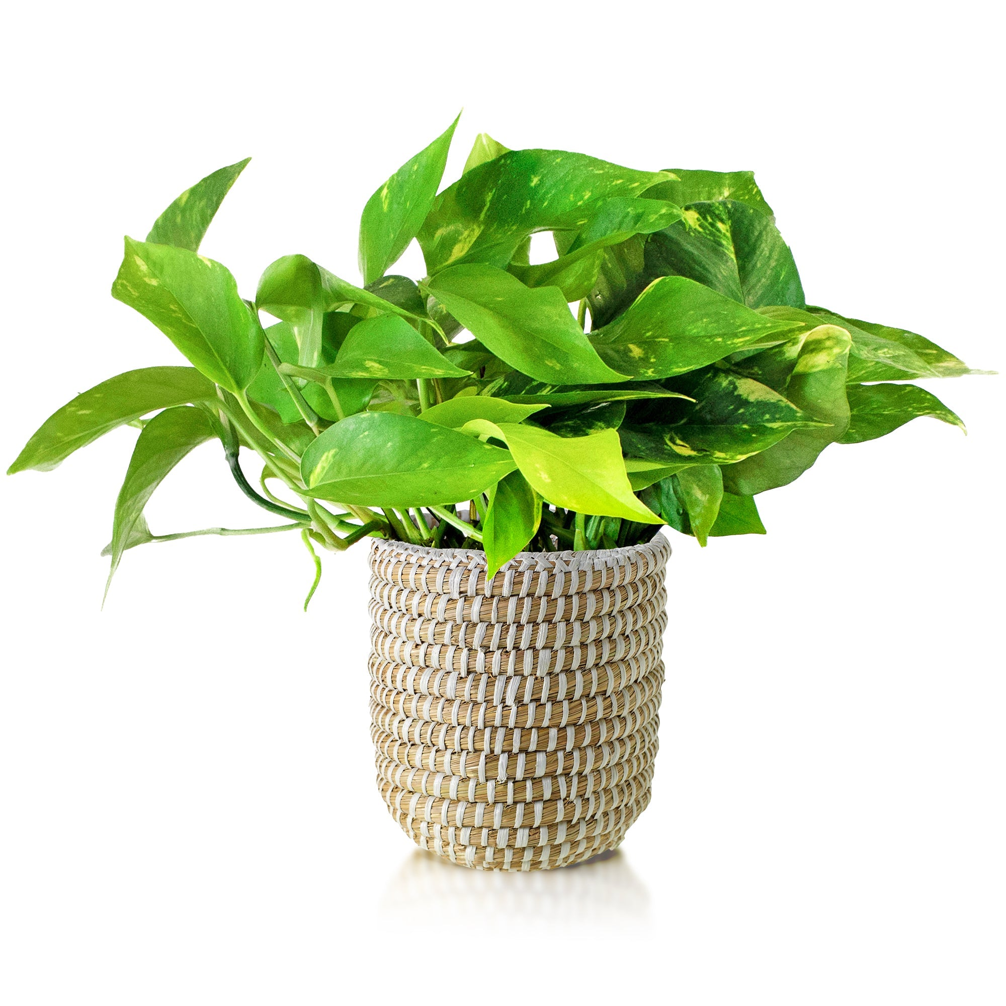 pothos planter Potted Pothos in Ivory Basket Planter