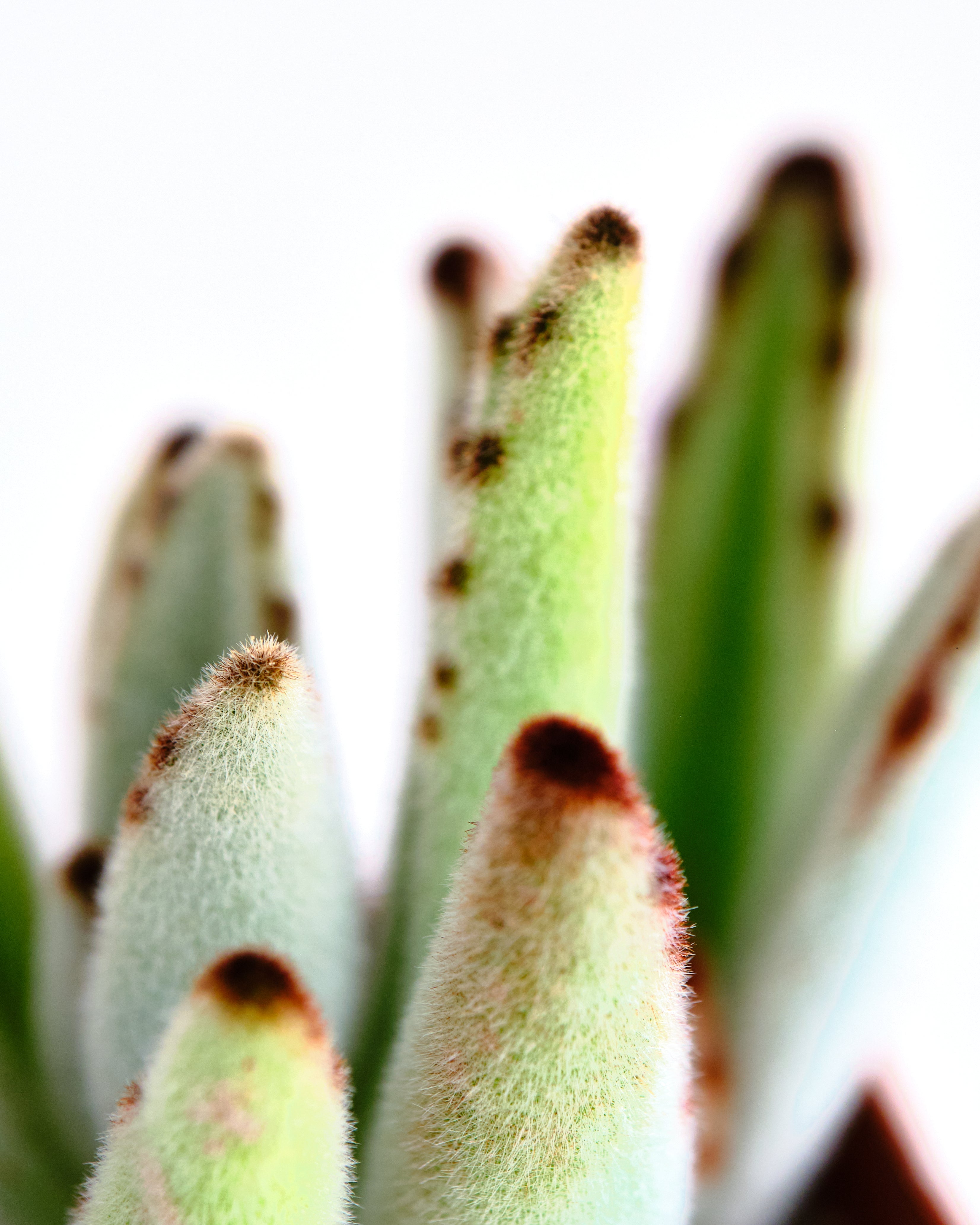 Kalanchoe tomentosa 'Panda Plant'
