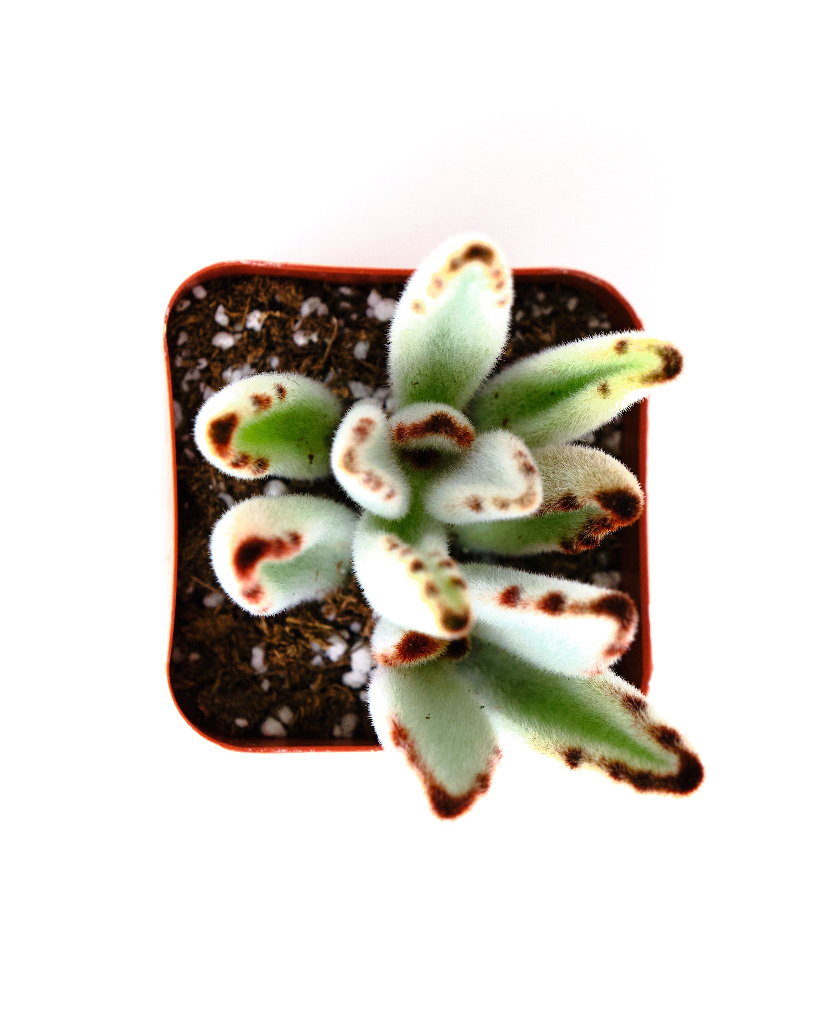 Kalanchoe tomentosa 'Panda Plant'