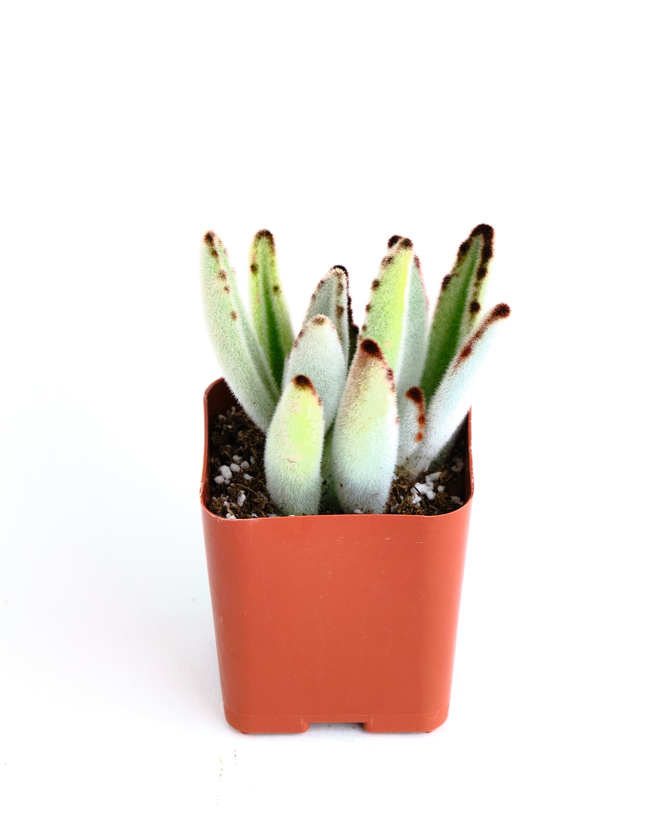 panda pot plant Kalanchoe tomentosa 'Panda Plant'