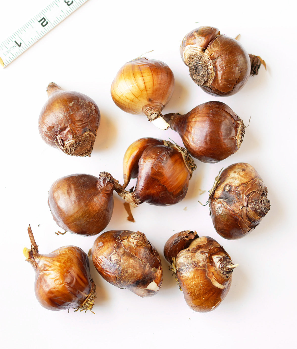 Ziva Jumbo Paperwhites - 10 bulbs