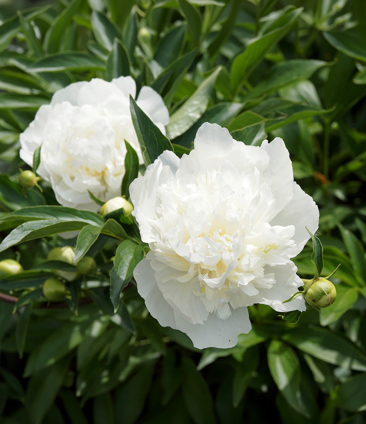 Duchess De Nemours Peony - 1 root division