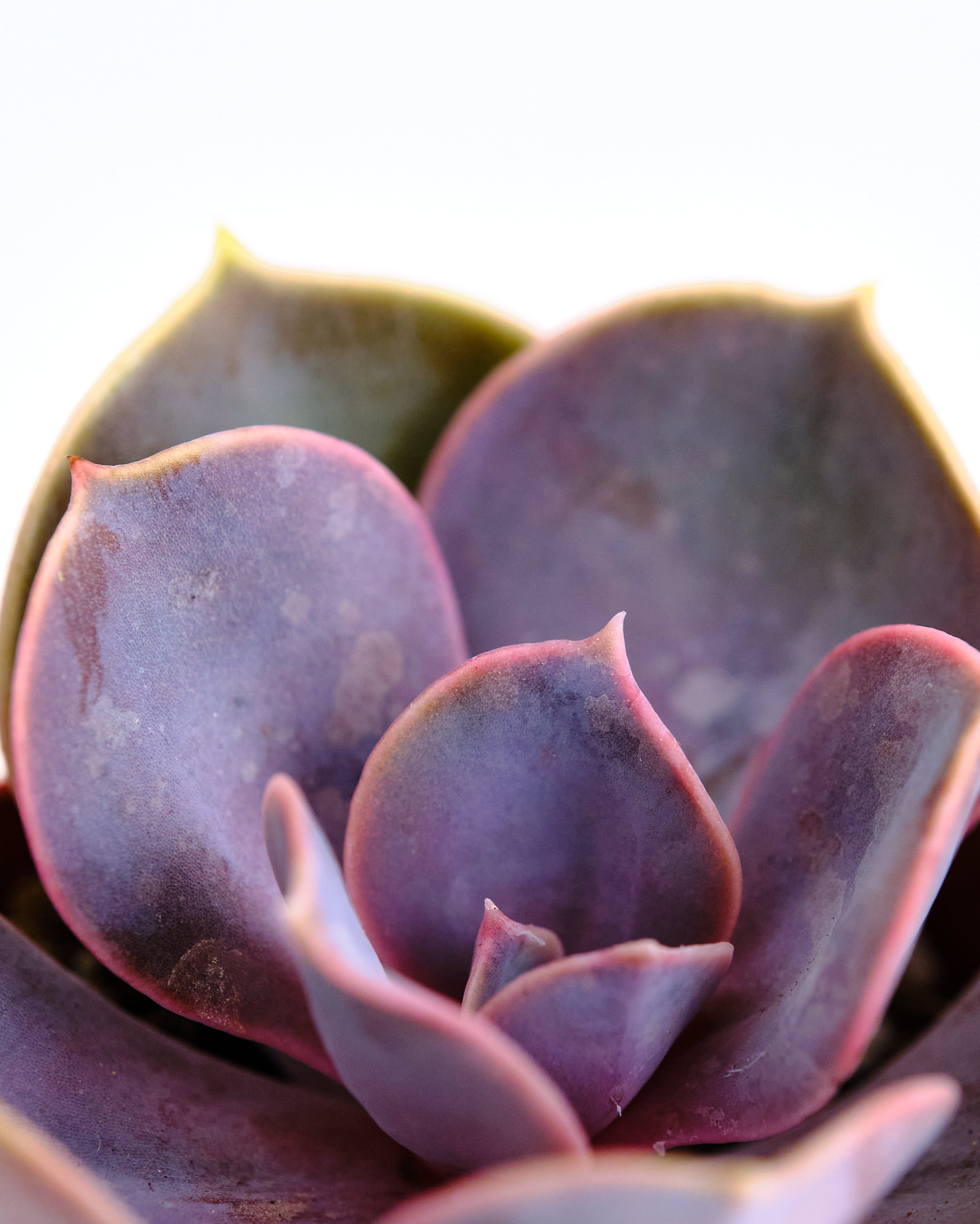 Echeveria 'Perle Von Nurnberg'