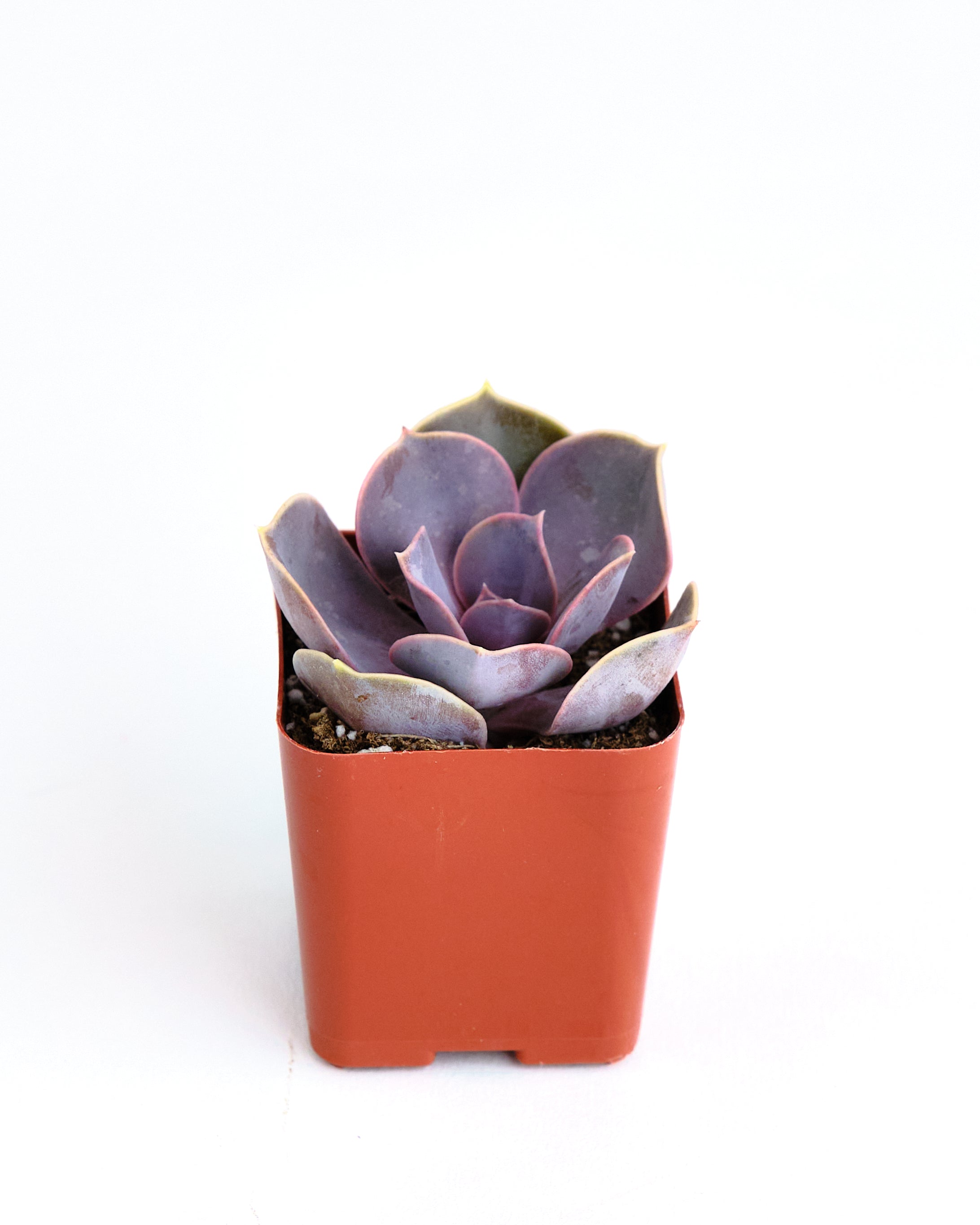 Echeveria 'Perle Von Nurnberg'