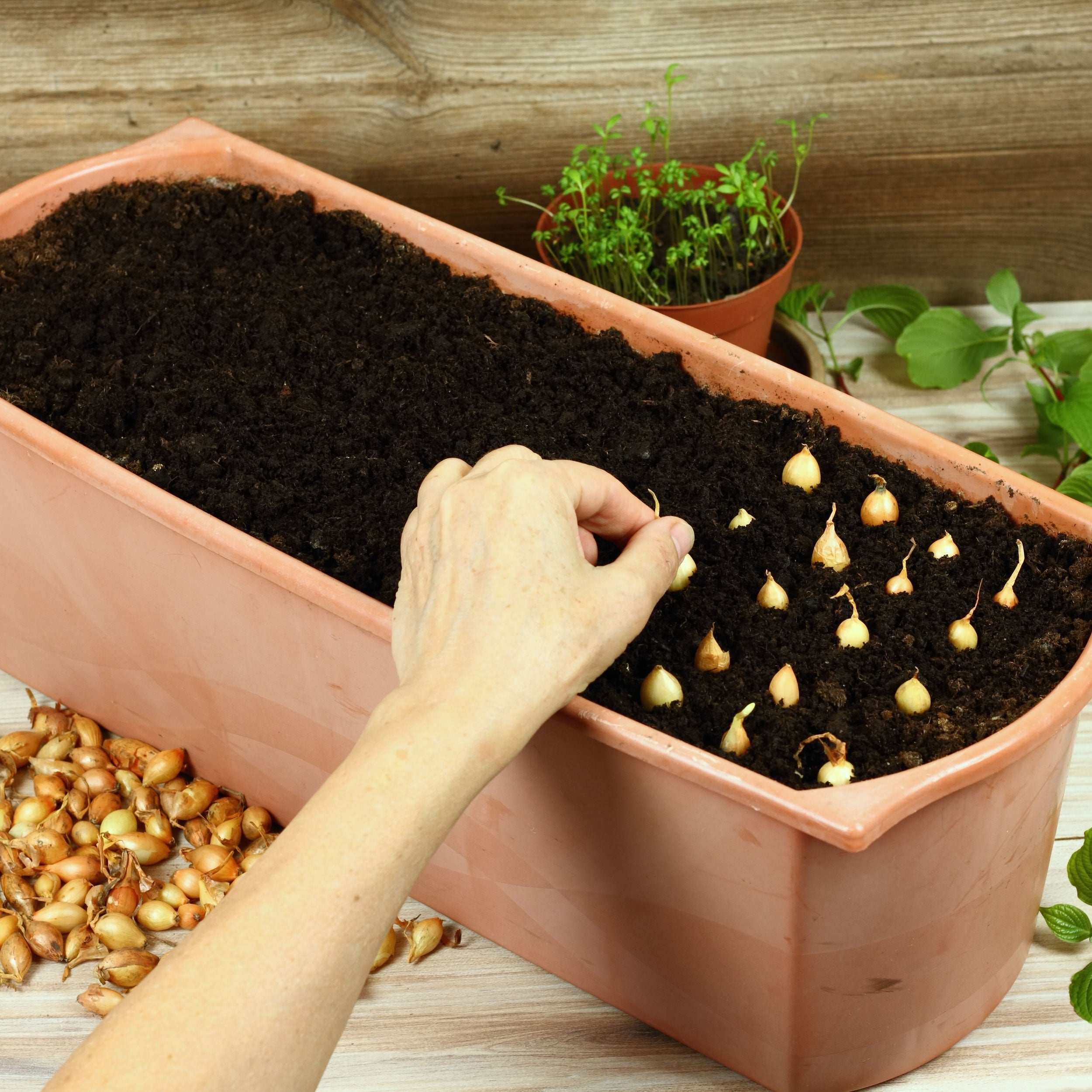 Bulk Mixed Red White & Yellow Onion Sets 4 Lbs. Non-GMO 400+ Bulbs