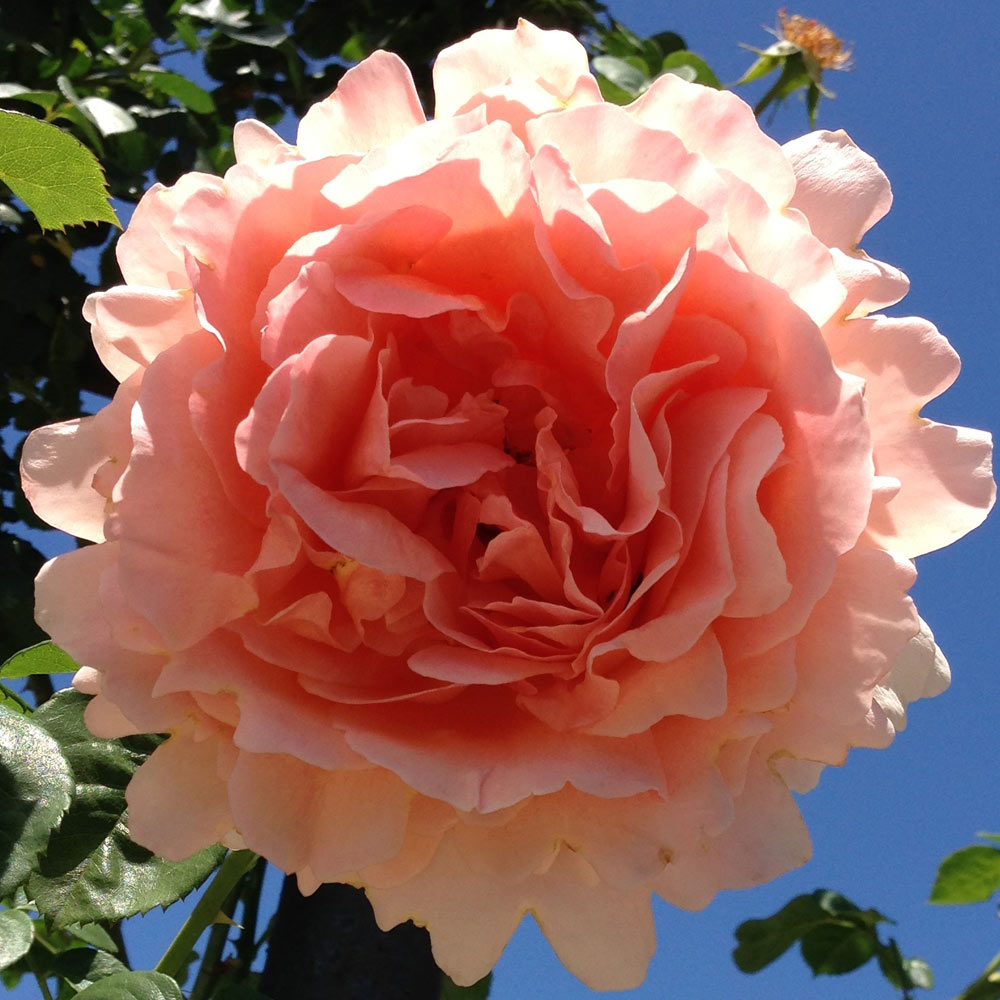 rose klapprad Polka Climbing Rose 1.5 gallon Pot